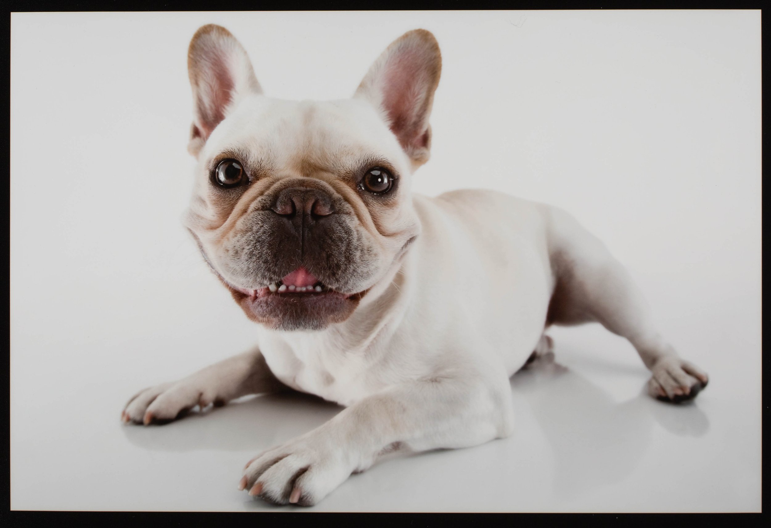 haruko-professional-pet-portraits-union-square.jpg