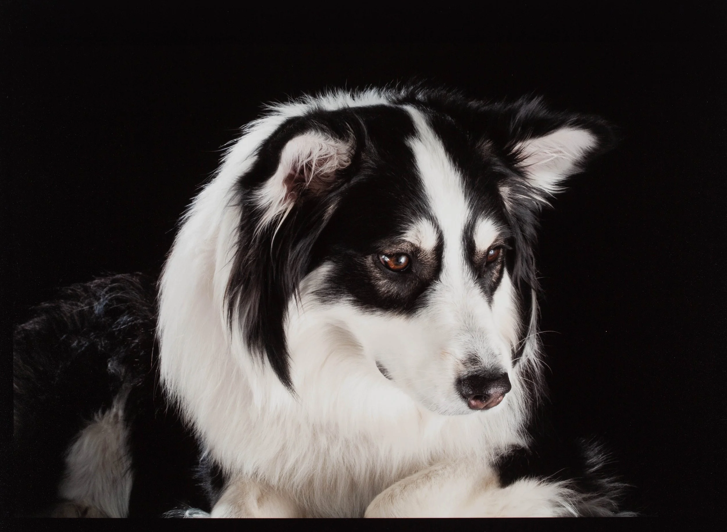dog-portrait-photographer-manhattan.jpg