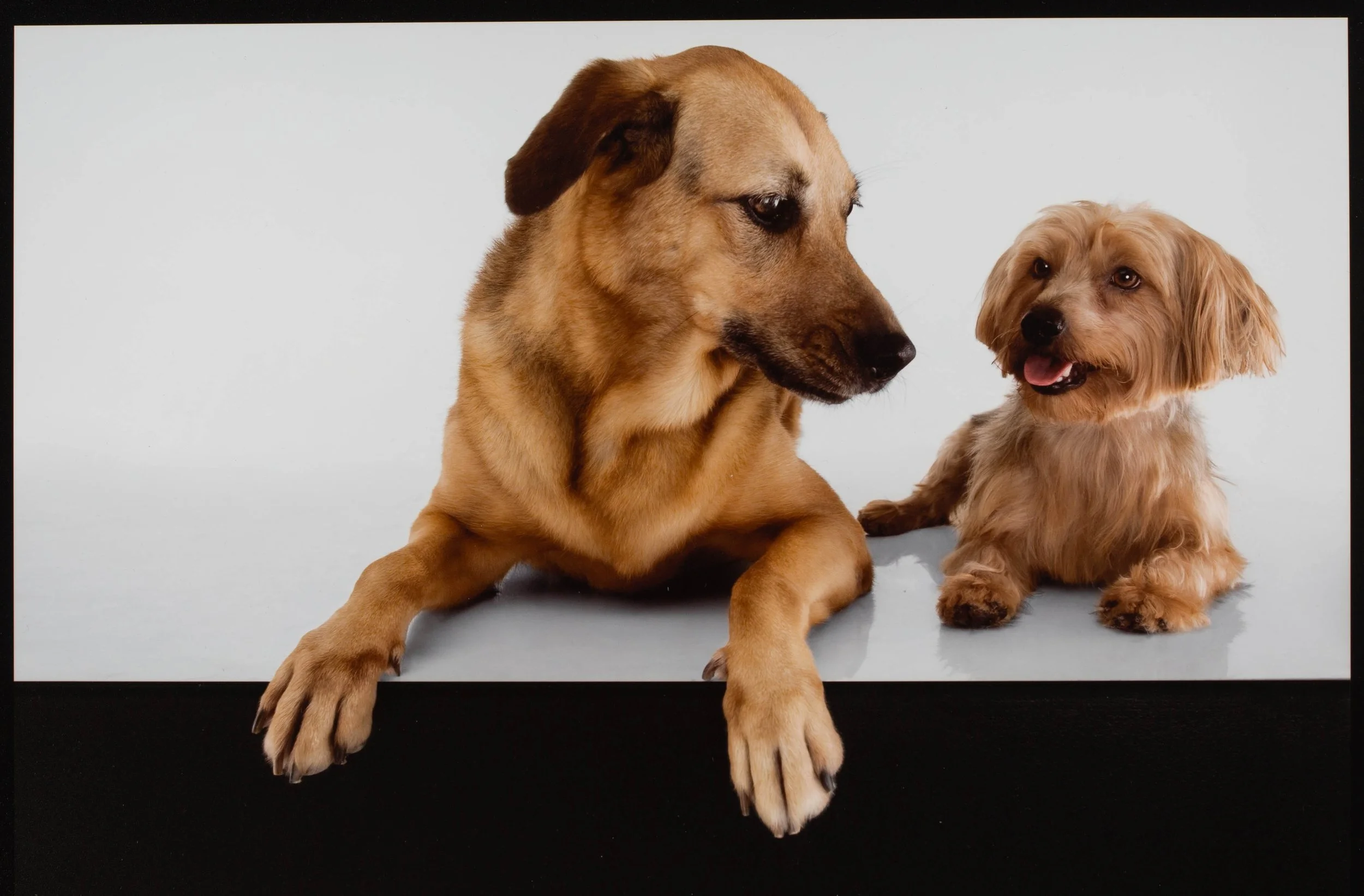 nyc-dogs-image-luxury-photo-service.jpg