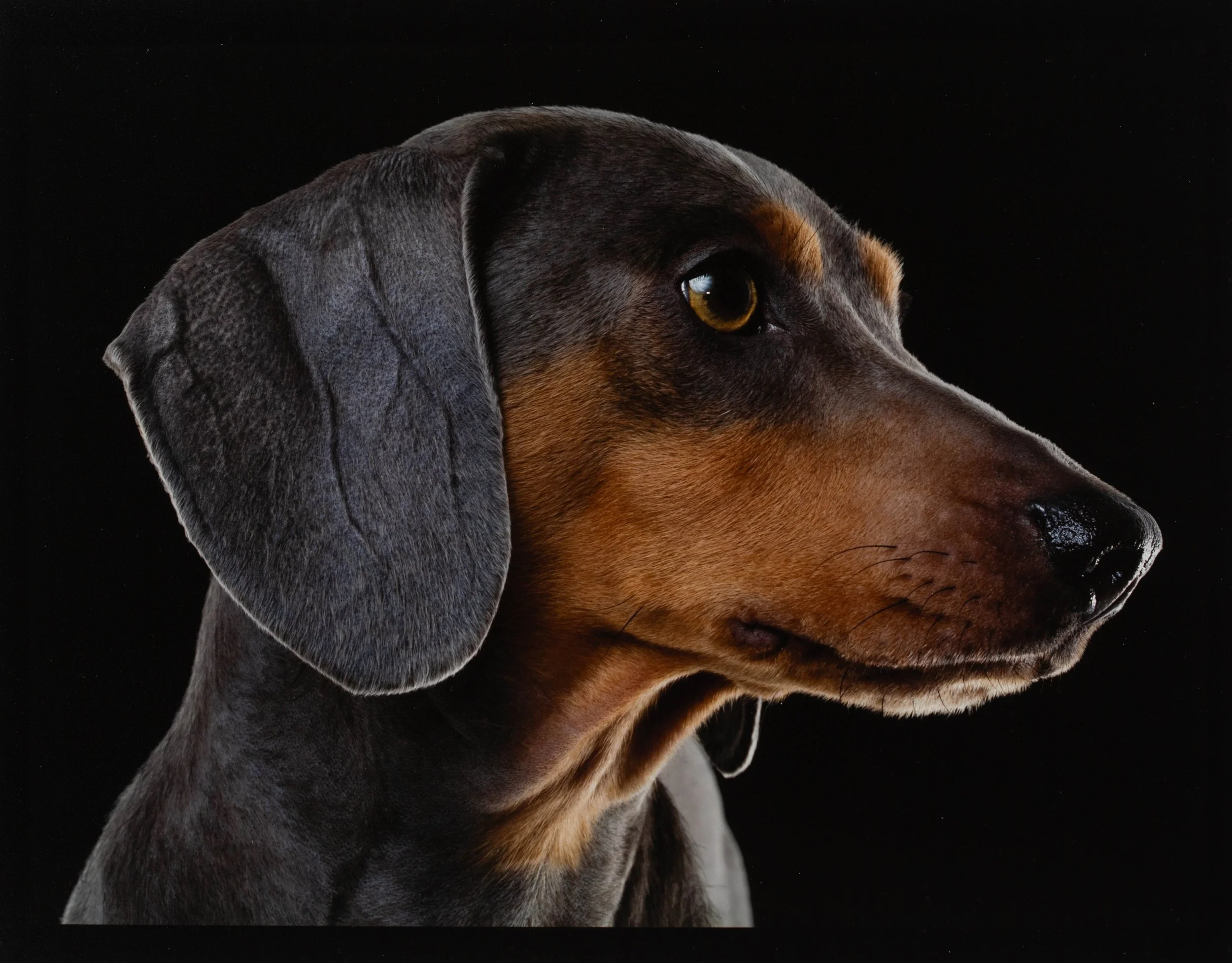 dachshung-profile-portrait-nyc.jpg