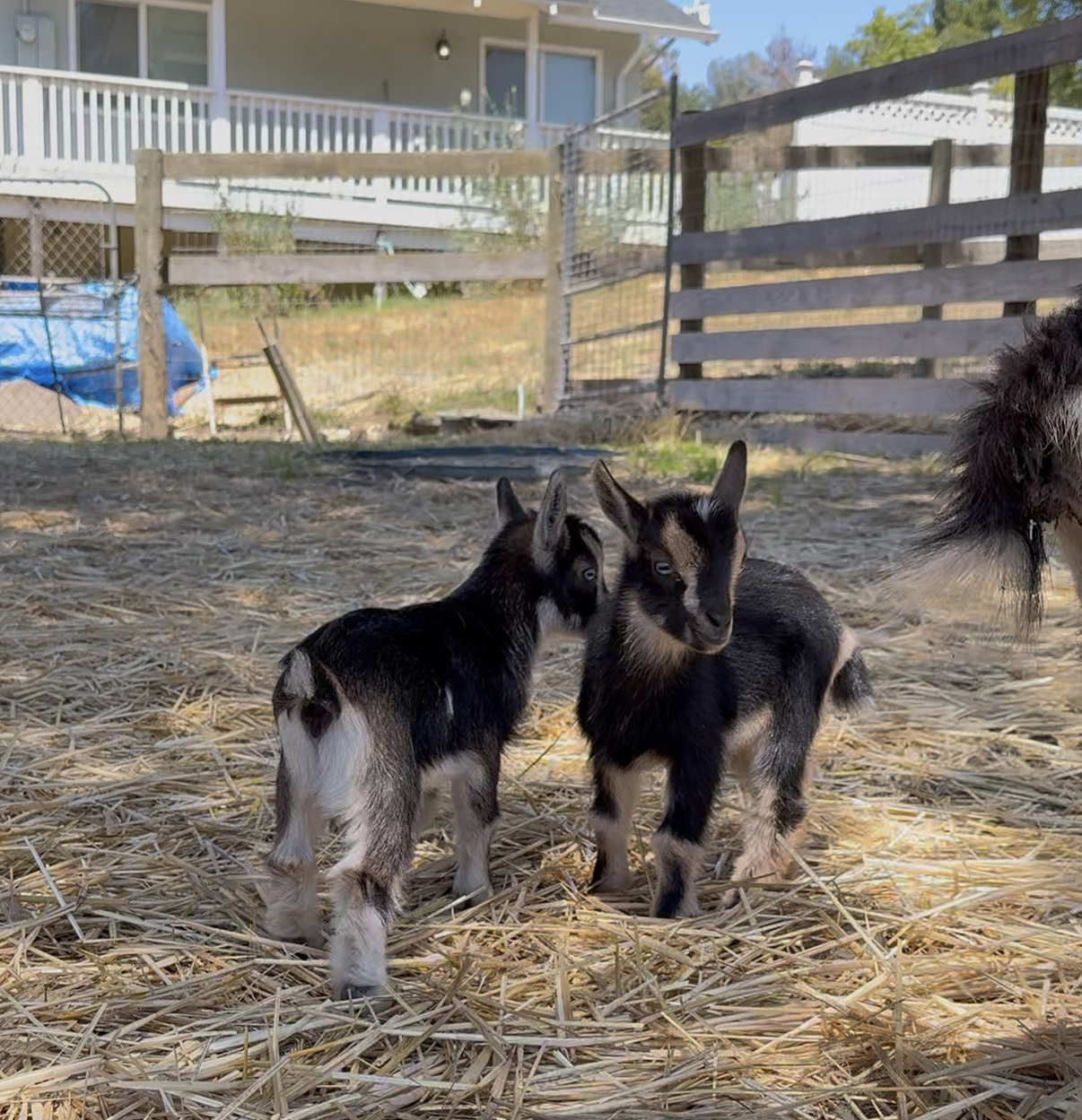 cute goats.PNG