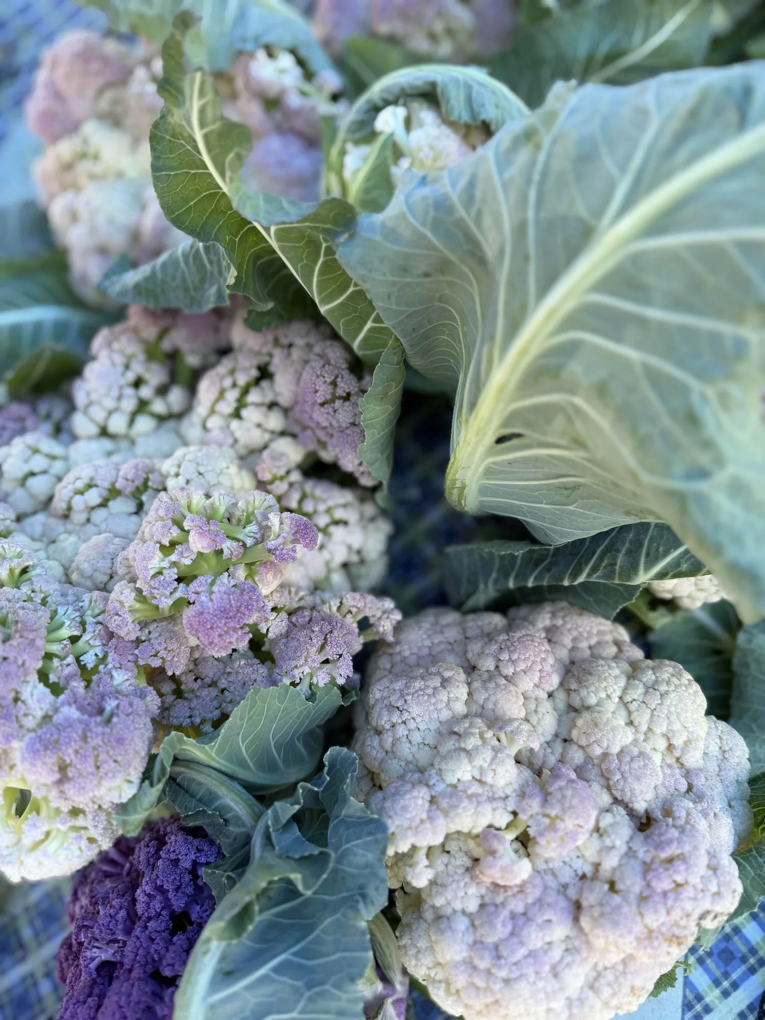 Santa Monica Farmers Market.jpg