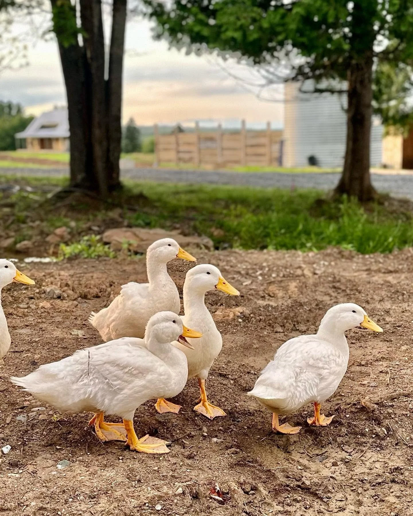 Tides Peak Ducks.jpg