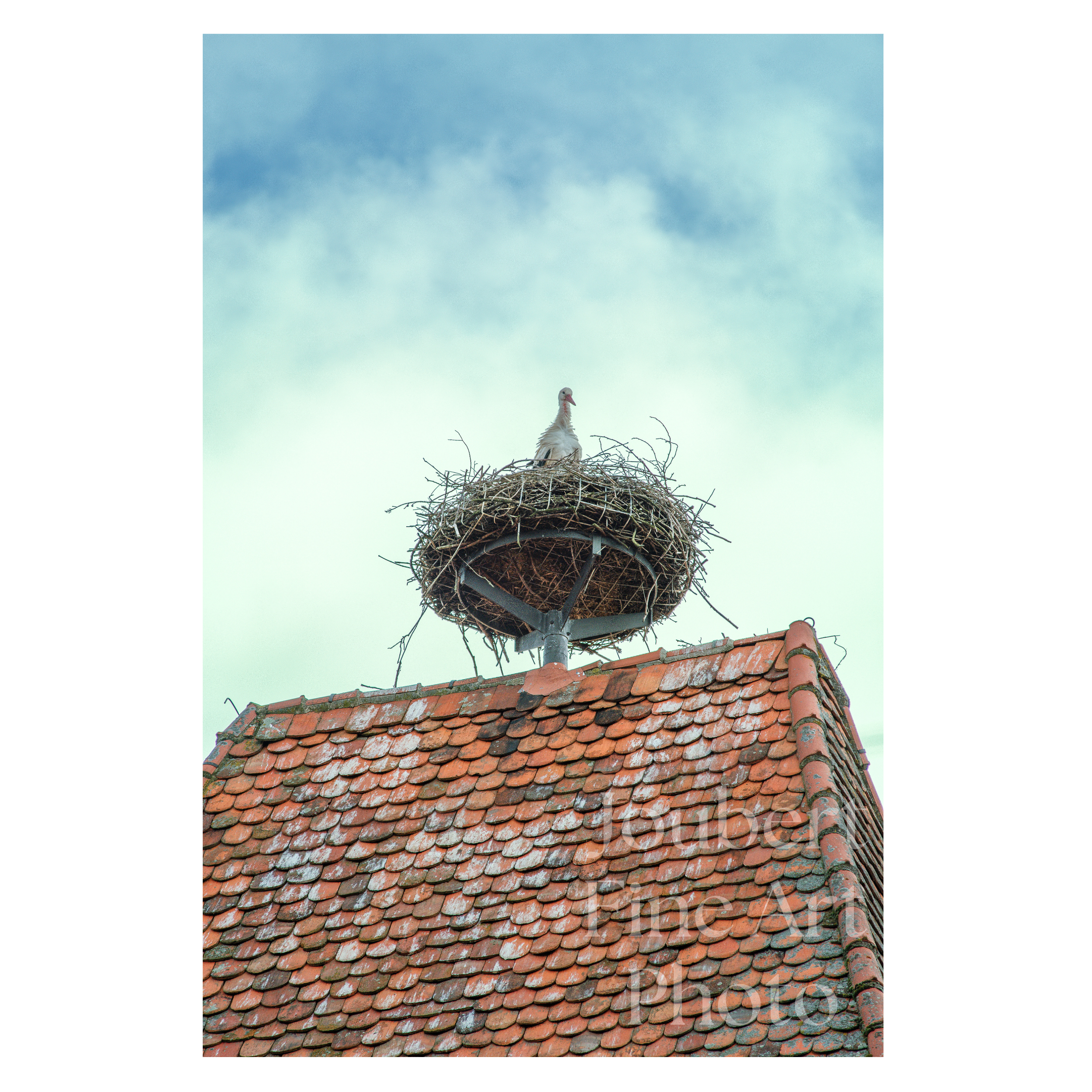 Baby stork