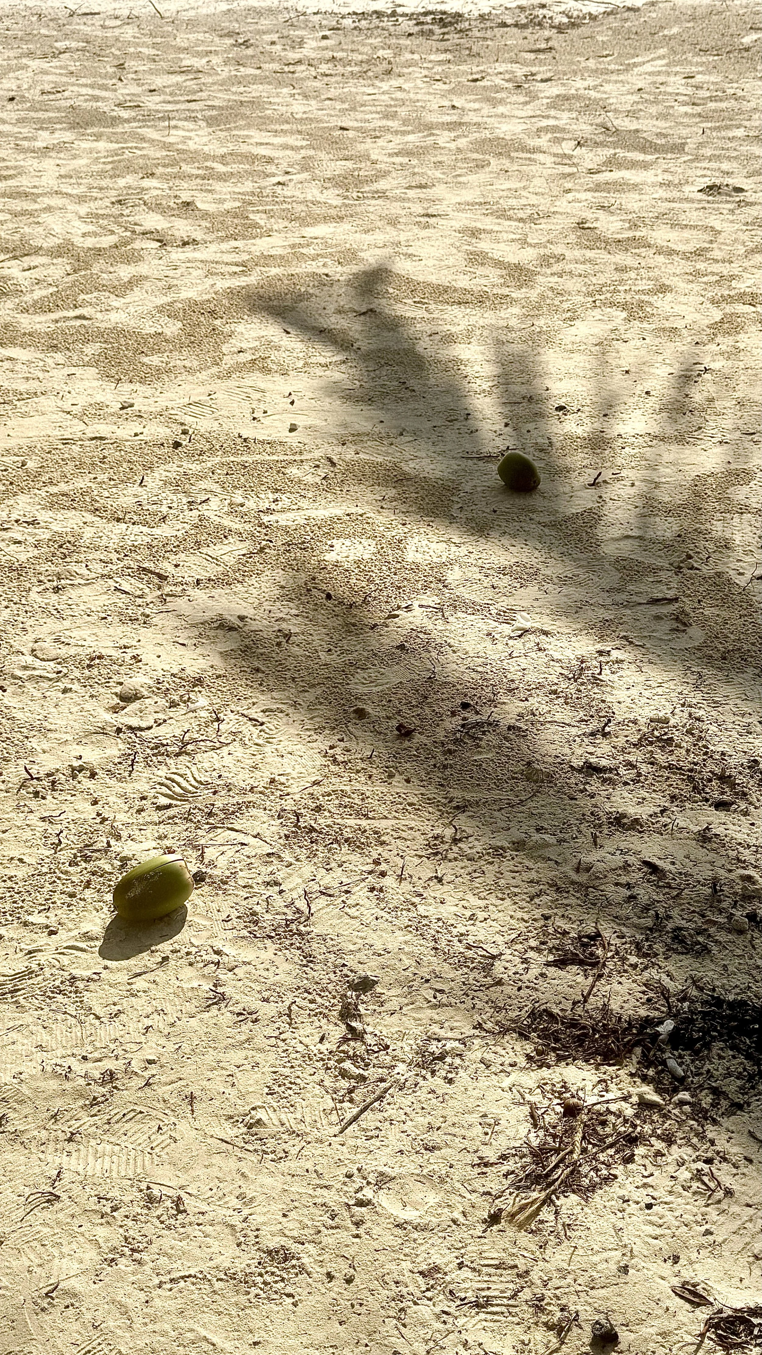 IMG_2718.jpeg