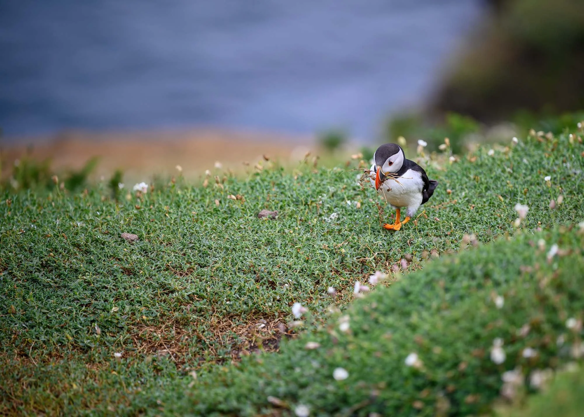 skomer-birds-5.jpg