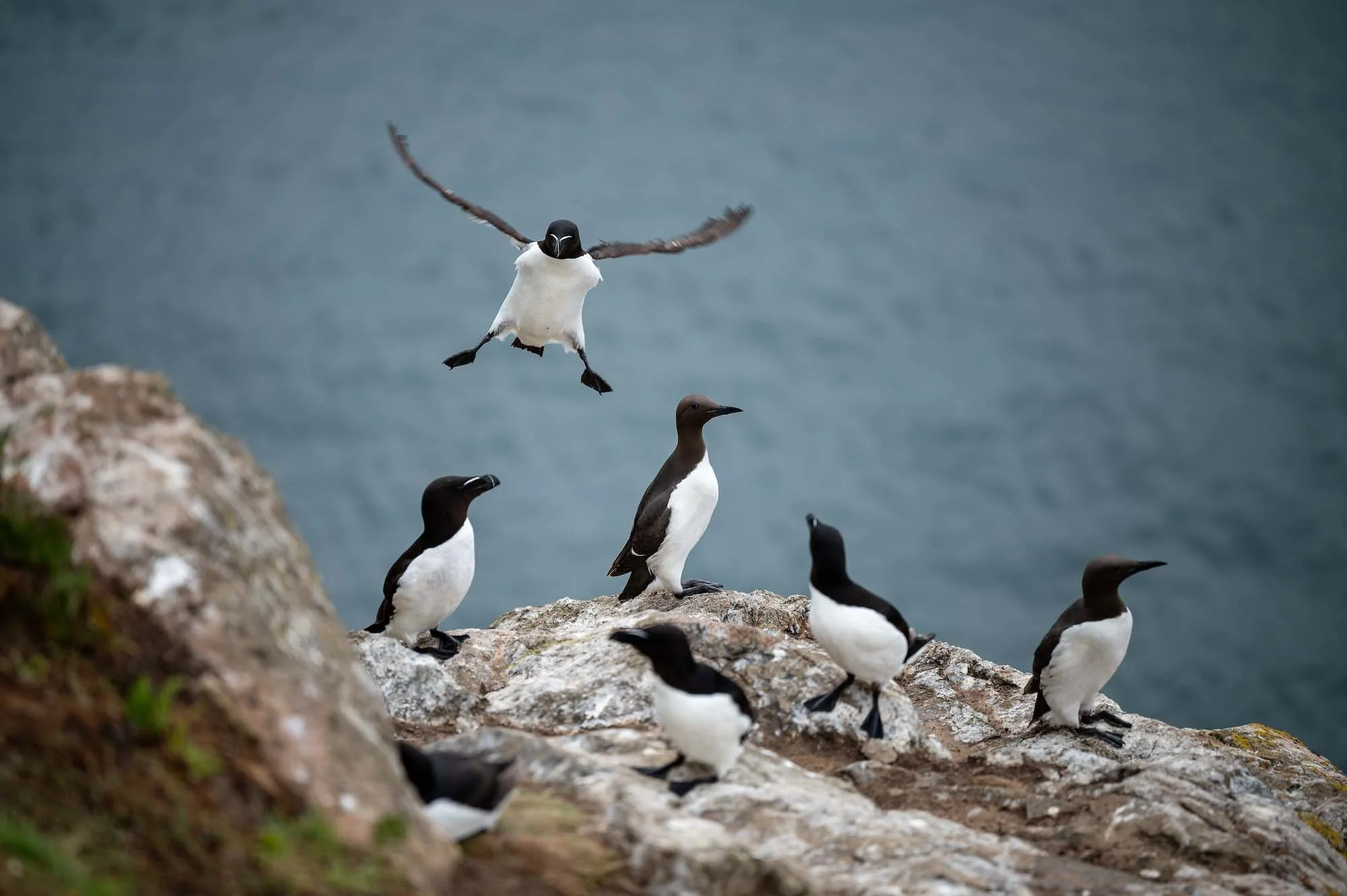skomer-birds-11.jpg