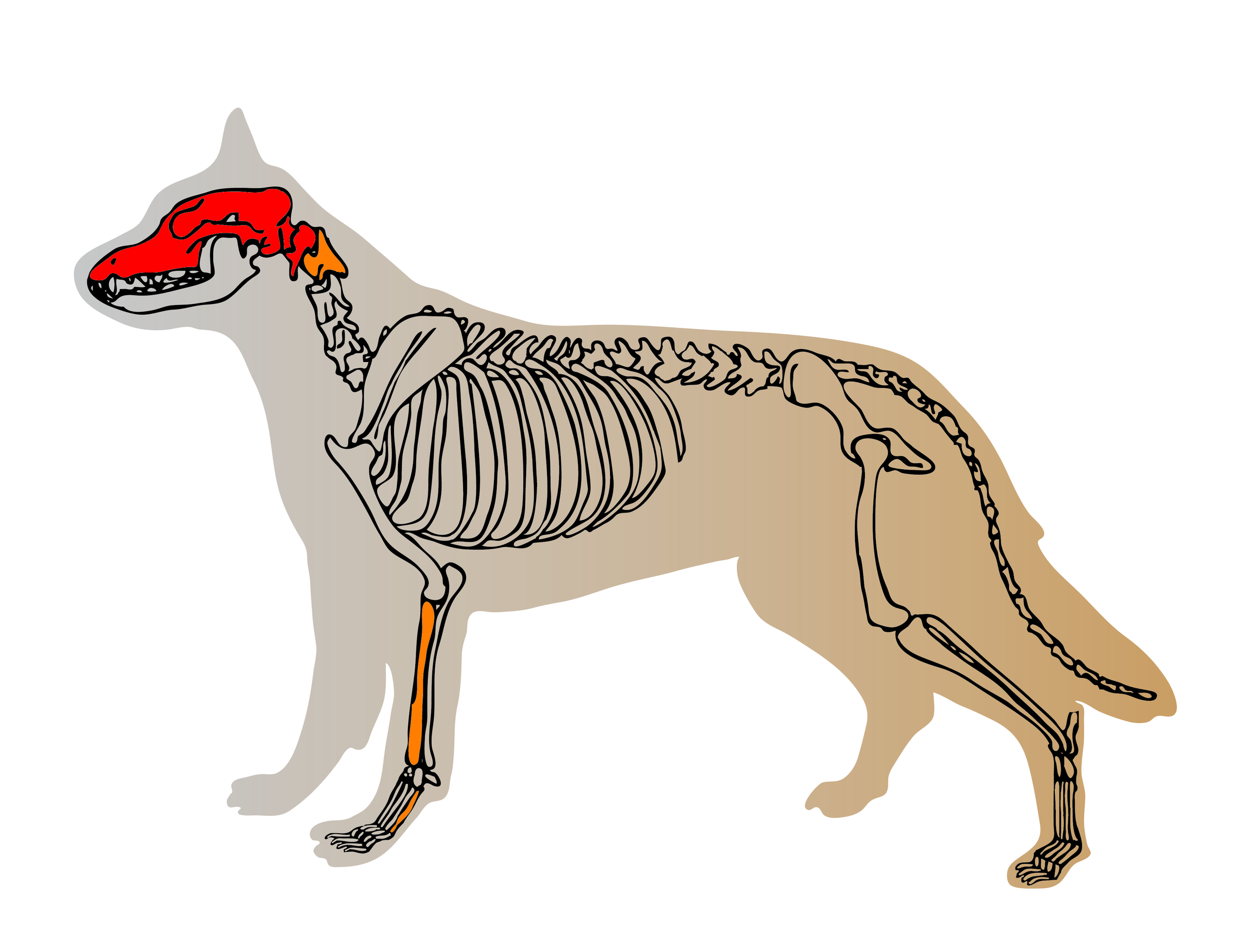 Heidi Skelett links.png