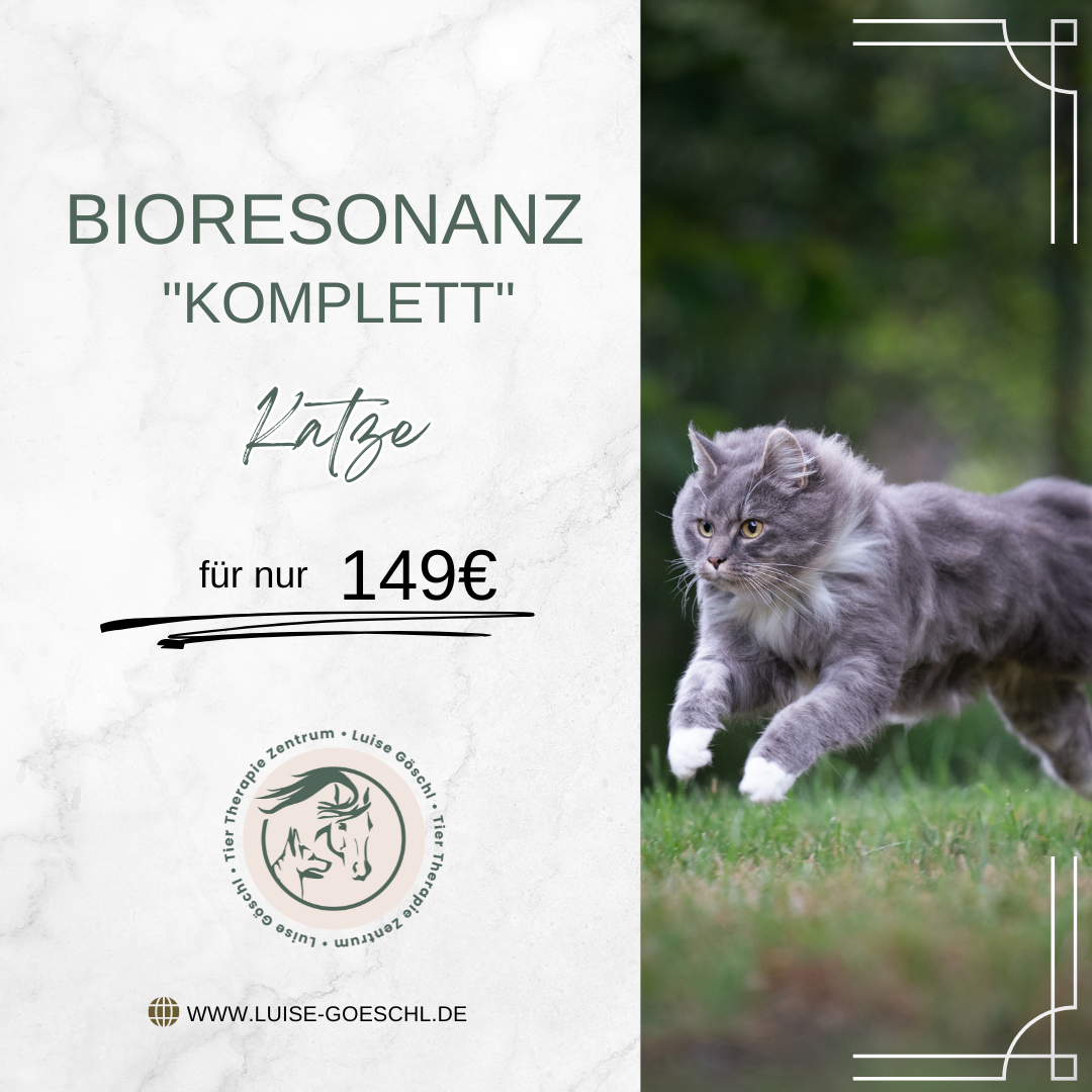 Bioresonanz Analyse "Komplett" Katze