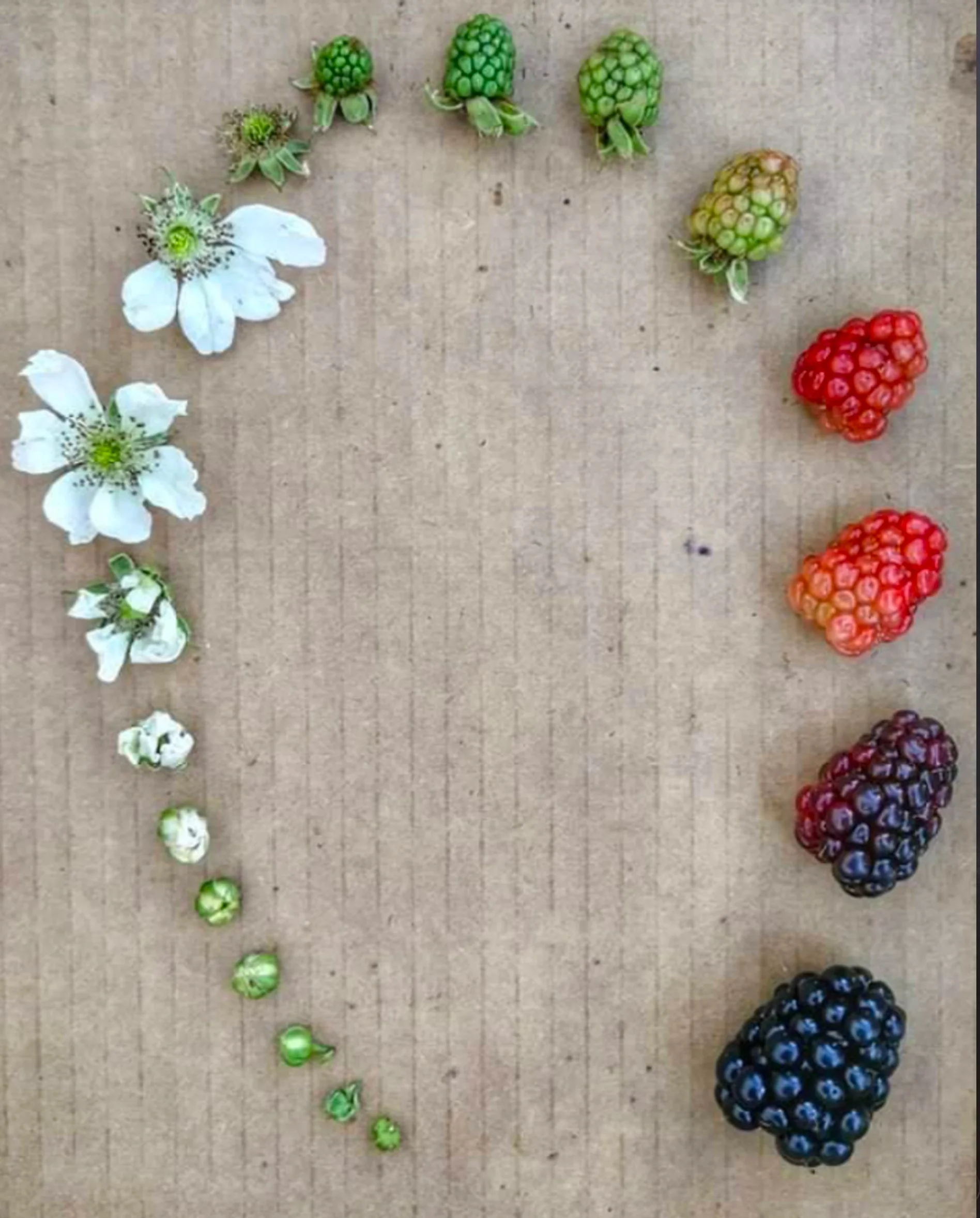 Arrangement of blackberries, raspberries, and strawberries on the right, and blackberry flowers, apple blossoms, and unopened buds on the left, forming a semi-circle on a brown surface.