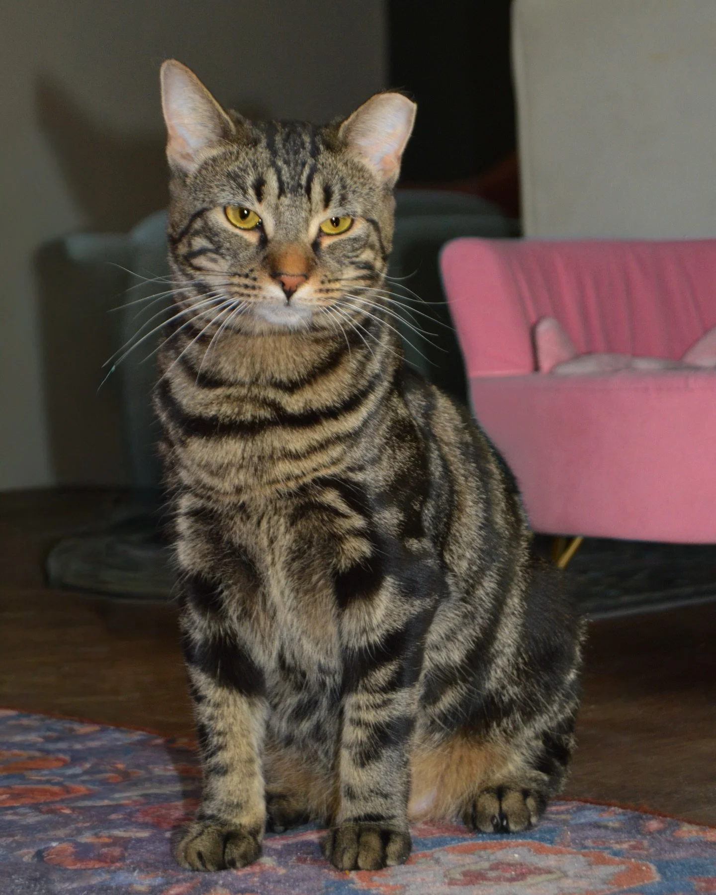 MEET MARLEIGH! 

She is our longest resident, being at the purrfect bean for almost 2 months now! She is still looking for her perfect home 🧡

She loves other cats and is patient and motherly to younger kitties. She can be shy at times but in recent