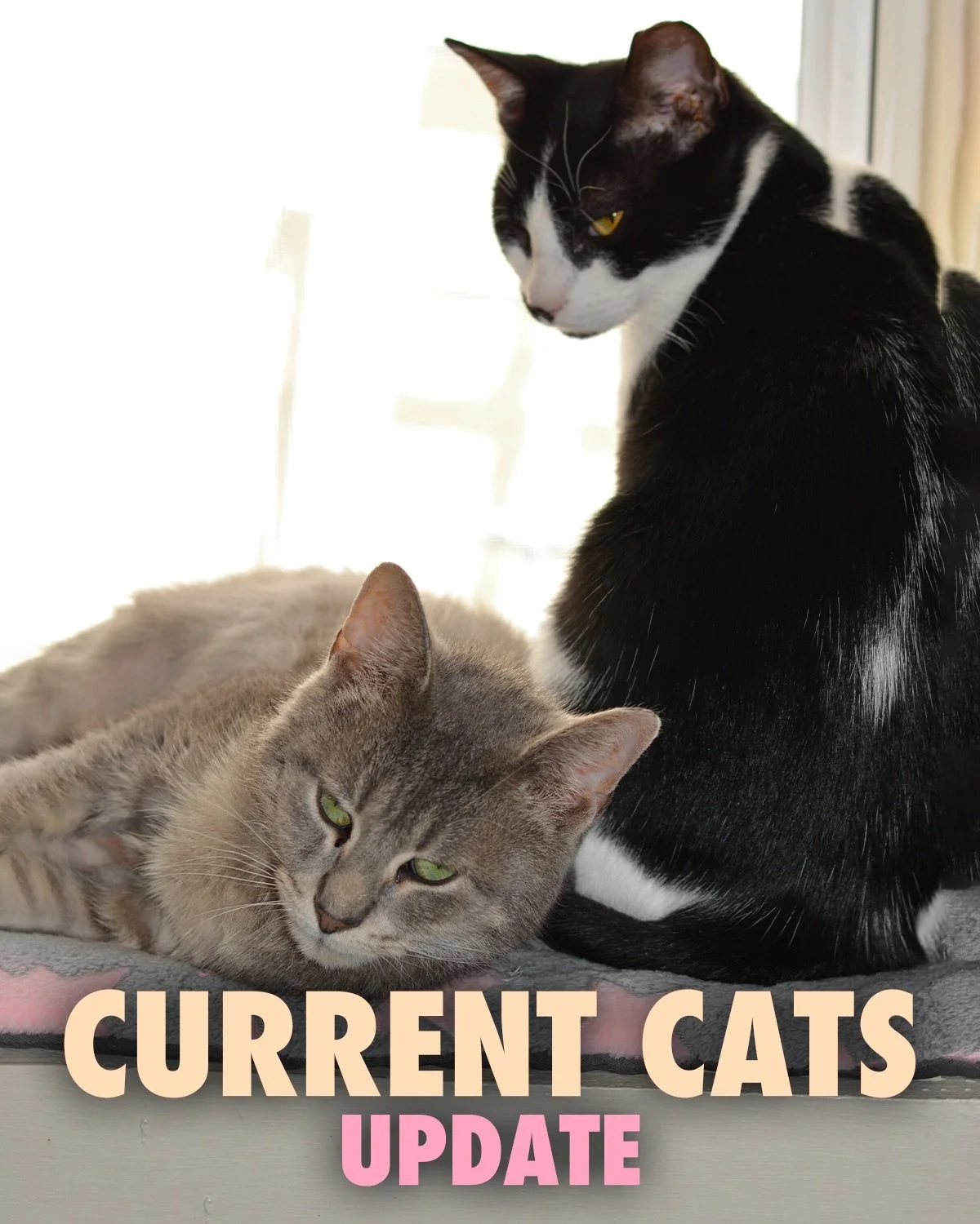 CURRENT CATS

New faces and familiar cuties to brighten your Wednesday 🐈 Check link in bio for reservations to come meet these angels <3