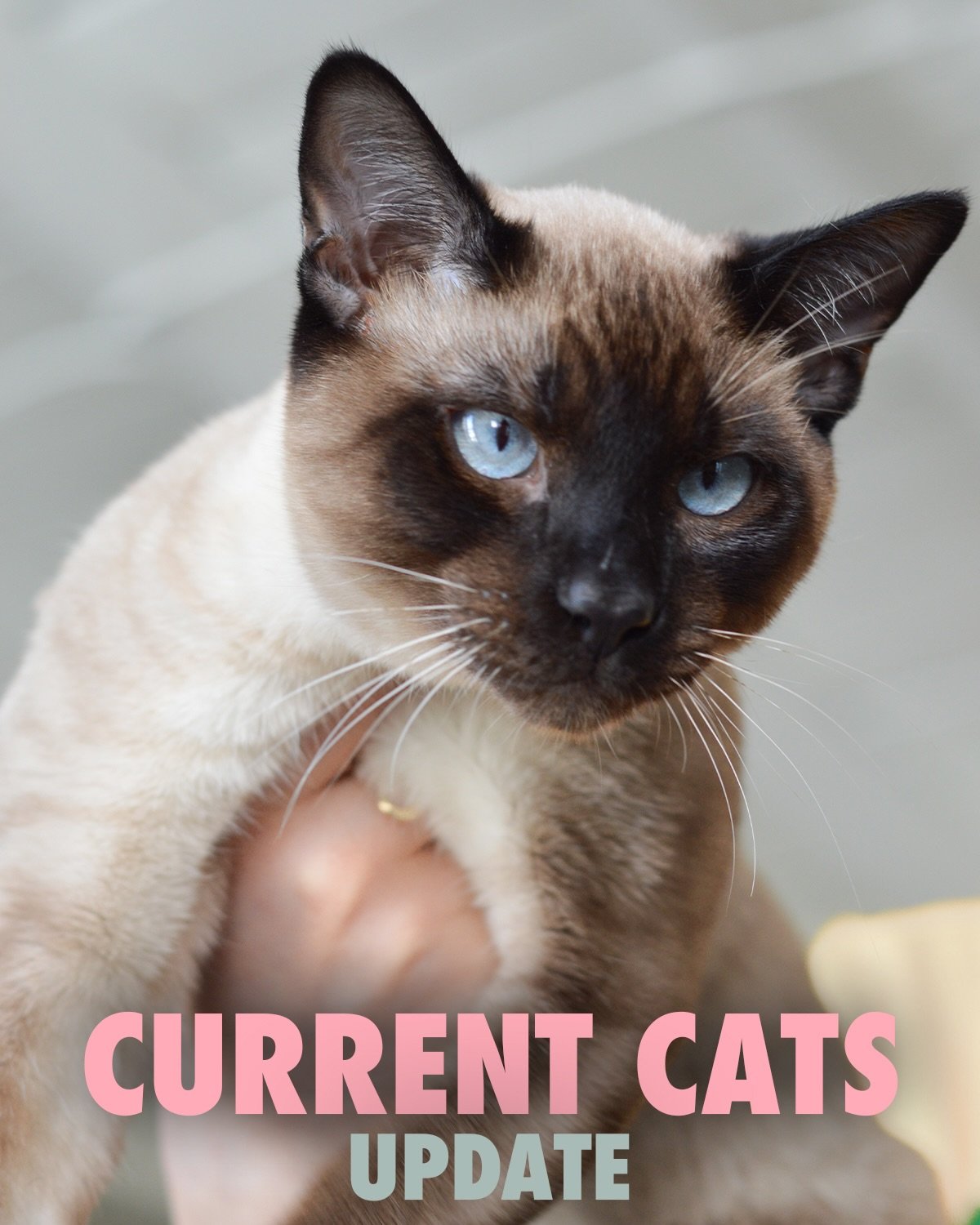 CURRENT CATS

The gorgeous babies we have at the bean currently &mdash; all up for adoption <3 Book a reservation and come find your purrfect match