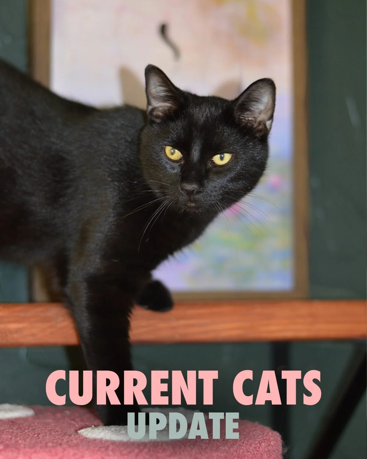 CURRENT CATS 

Another week, new adorable and some familiar faces here at the bean 🫰 Book a reservation on our site to come hang with them 🐈