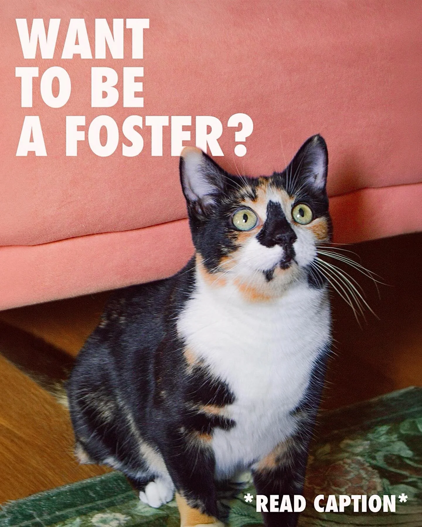 WANT TO FOSTER? 🐈

You can apply to become a foster through our rescue partner @purringheartsva and be a part of our operation of homing cats daily!

1: Fill out the foster application on the purringheartsva.org website using the &ldquo;foster with 