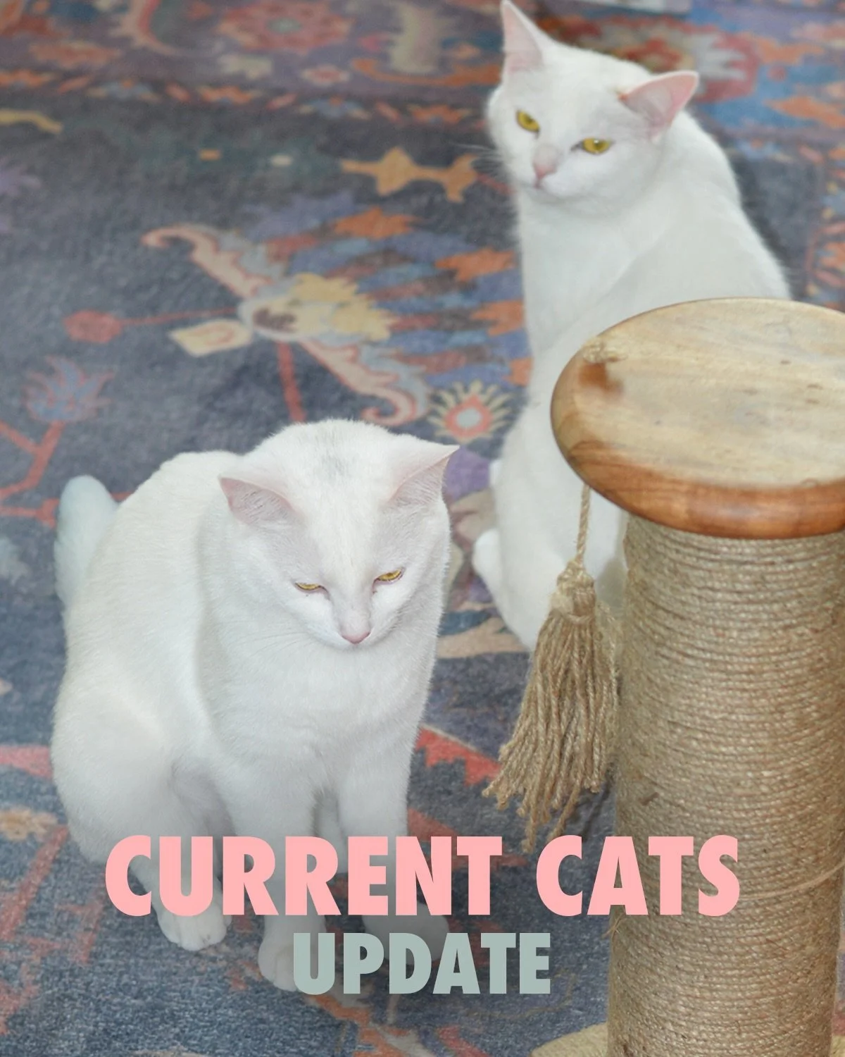 WEEKLY CURRENT CATS POST

As always, all of our cats our cute, cuddly, and available for adoption. Book your visit now to hang with the coolest cats in RVA !