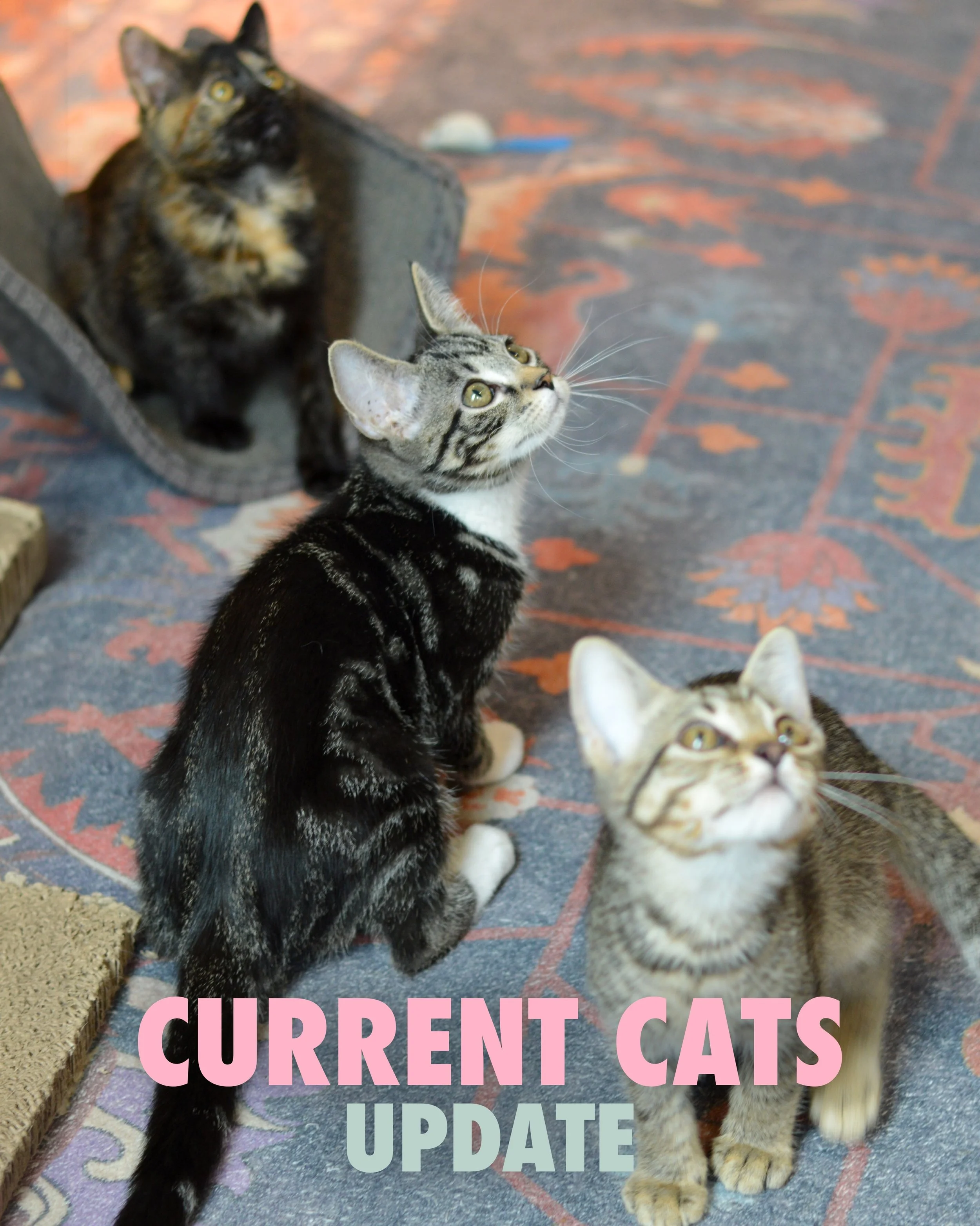CURRENT CATS

Cutest cuties in the whole world 🐈 We know you need another kitty in your life 🫰

Visit our site to book a reservation!