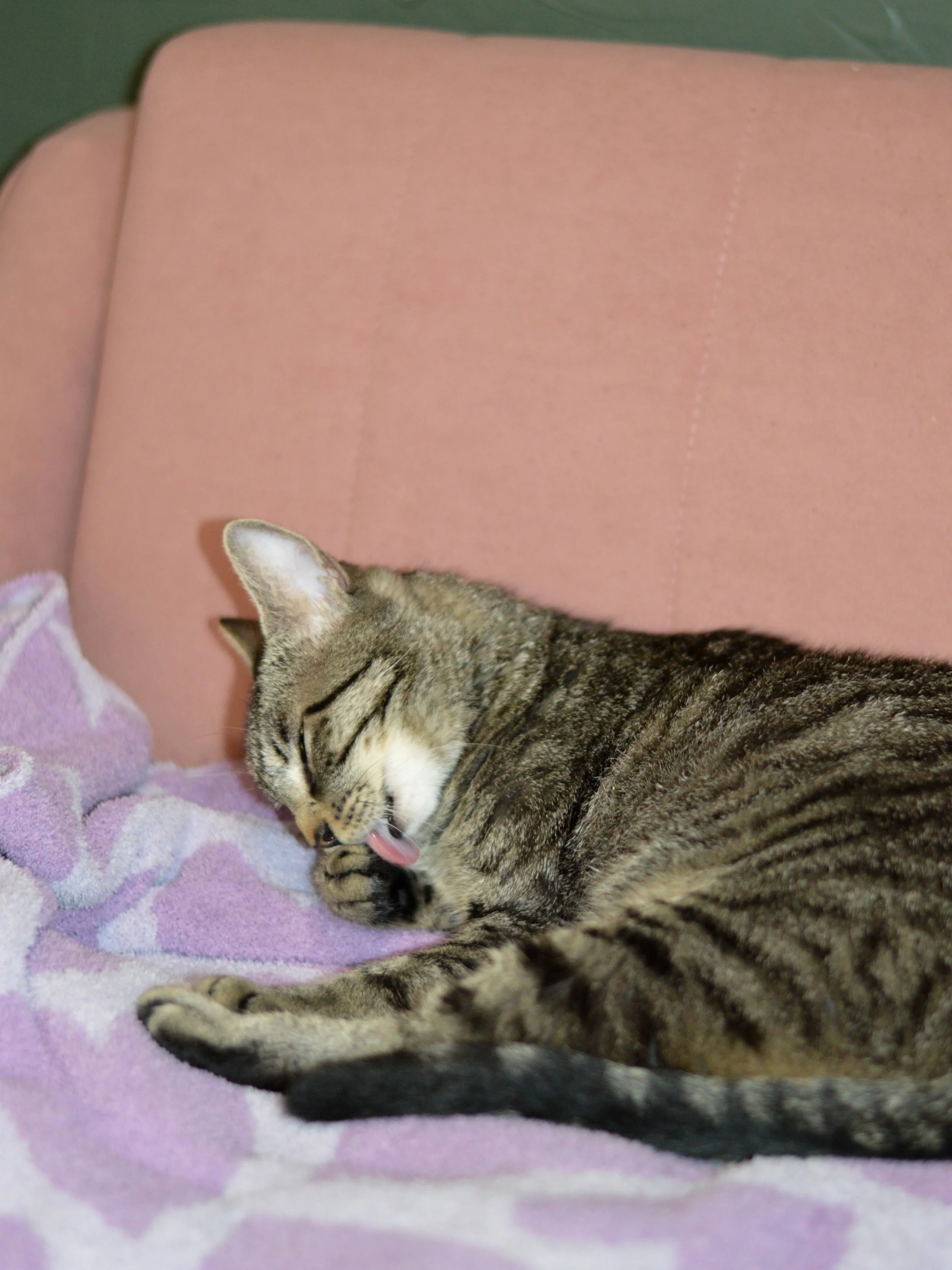 FAWKES ❤️

She has been with us at the bean since March!

A chatty, playful, yet calm girl who likes to lay next to you and keep you company <3 Is she your newest family member?