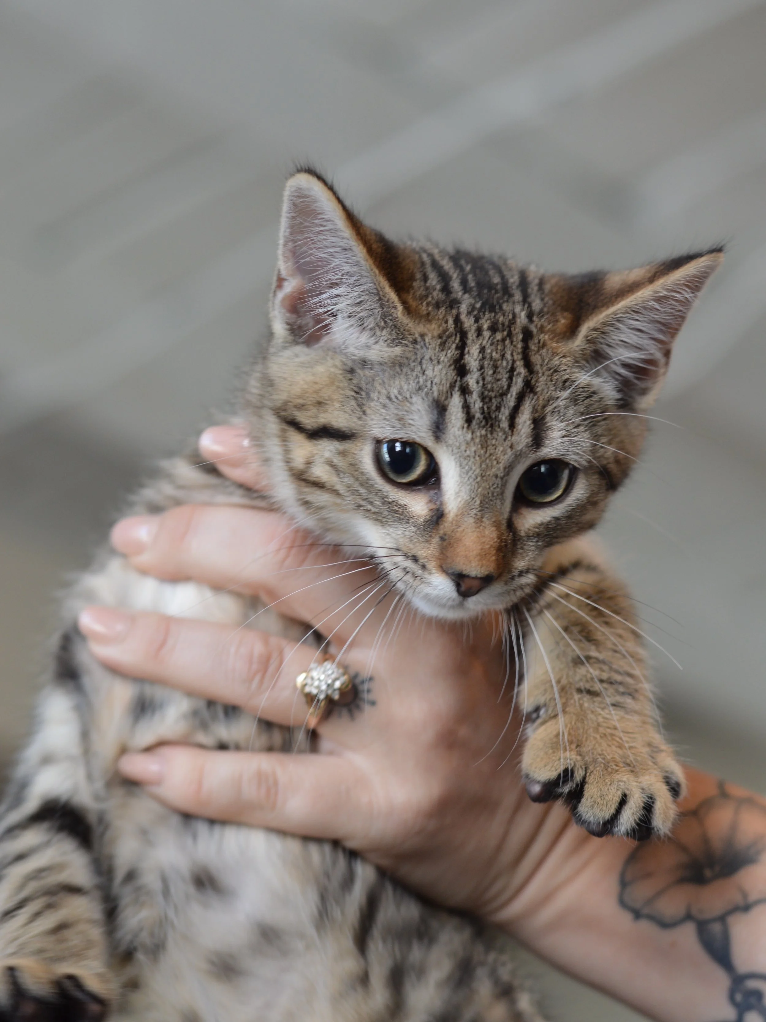 Swipe to cure your Sunday scaries

A cat lounge visit helps too