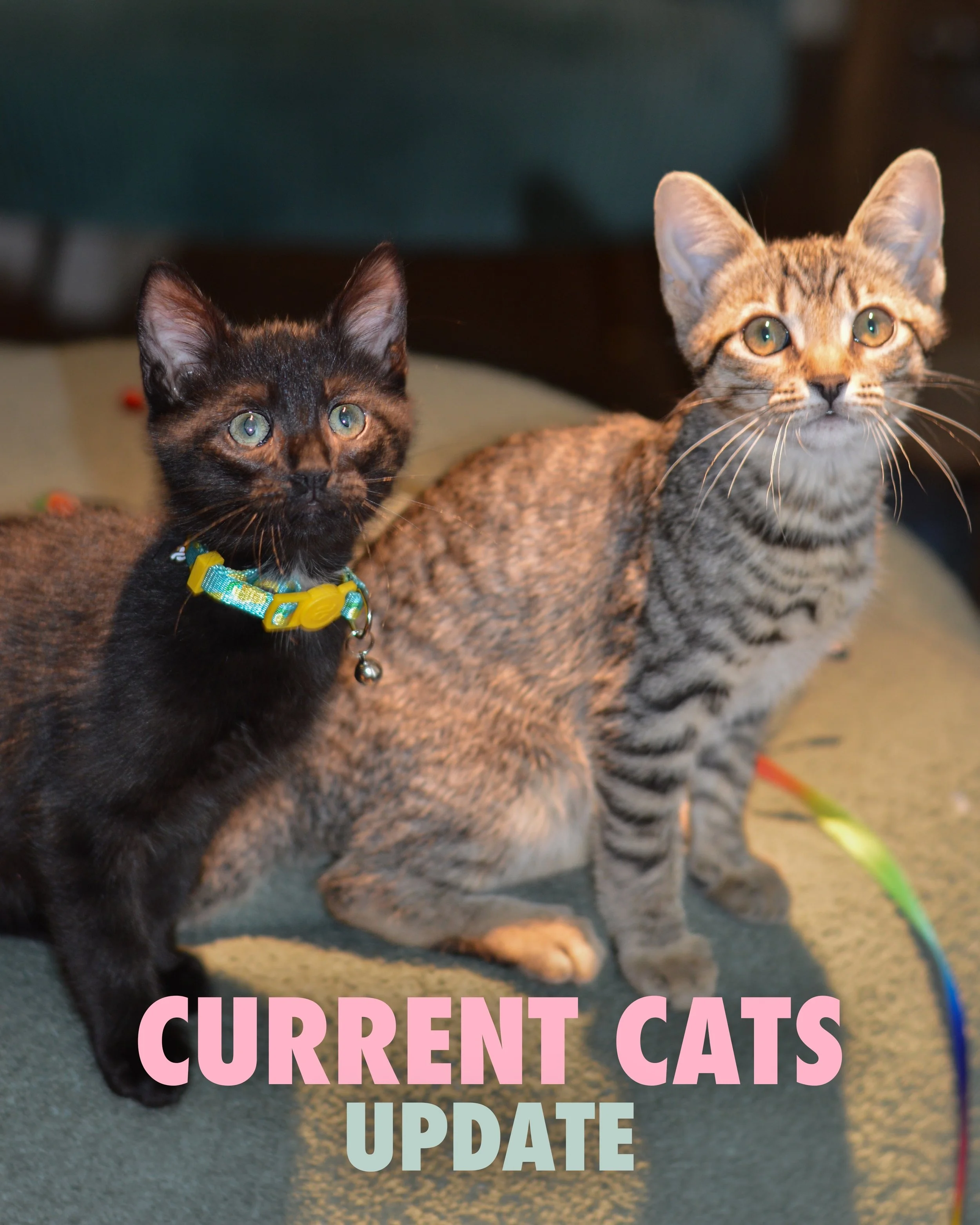 CURRENT CATS

Pause the doom scroll for a minute and take in this beautiful group of kitties 🐈&zwj;⬛ 

Reservations for cat lounge in bio <3