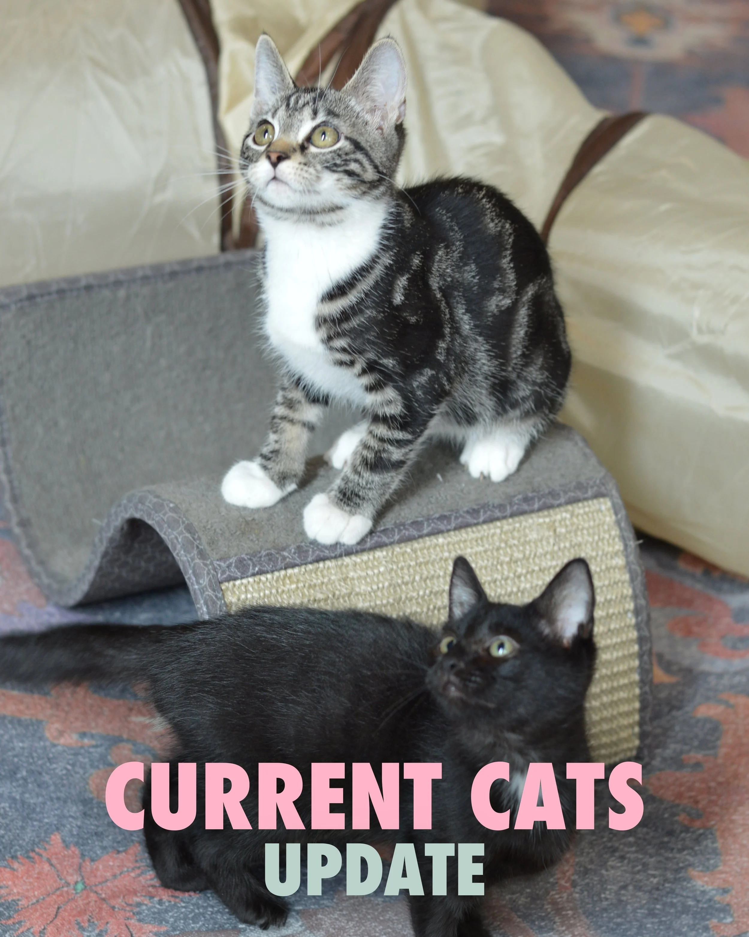 CURRENT CATS UPDATE

some of our residents that we have in the lounge this week. 8 kittens and 4 cutie pie adults (someone come get ms Fawkes) 

As always book a reservation on our website to visit with these kitties 🫶🏼