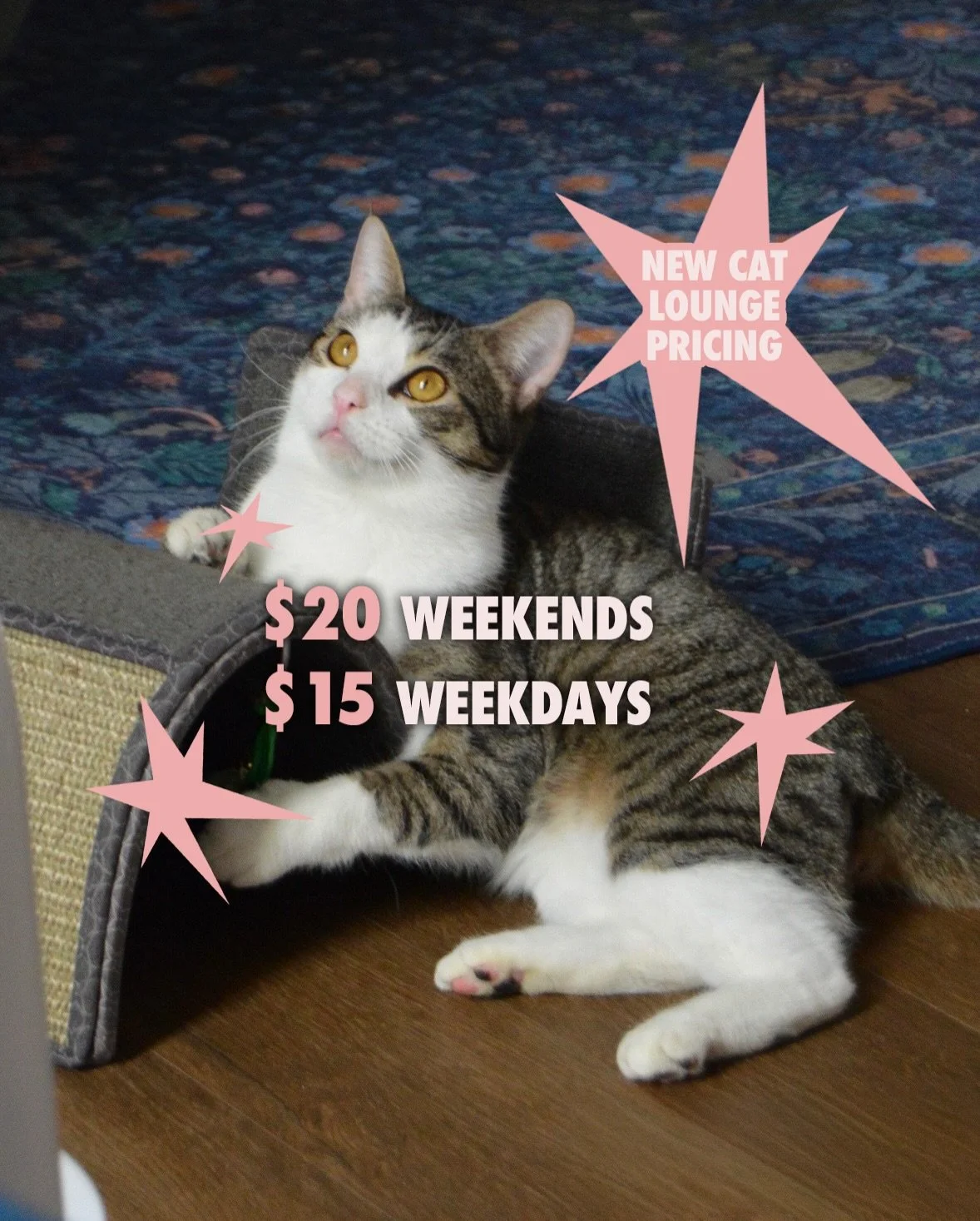 Big news!

New cat lounge pricing is live now 🐈 

We hope this allows more of you to visit the cat lounge and more importantly for more kitties to get adopted! <3