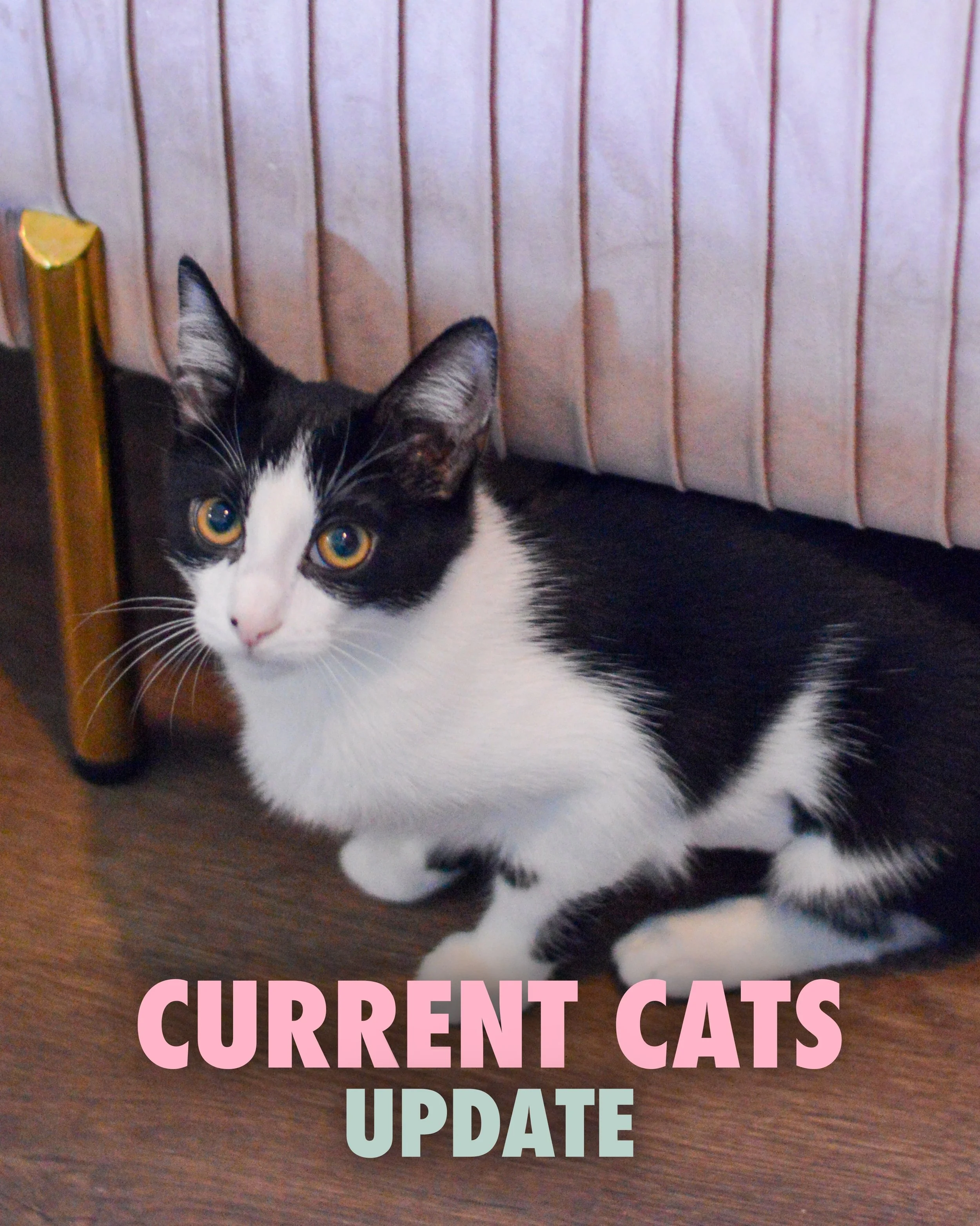 CURRENT CATS

Such a gorgeous group 🐈 

Your support keeps these babies getting into their new homes ❤️

Book reservation in our bio/on our site (new lower pricing!) 

Hi! My name is Chord. I am a 4-month-old, male, buff/light orange and white kitte