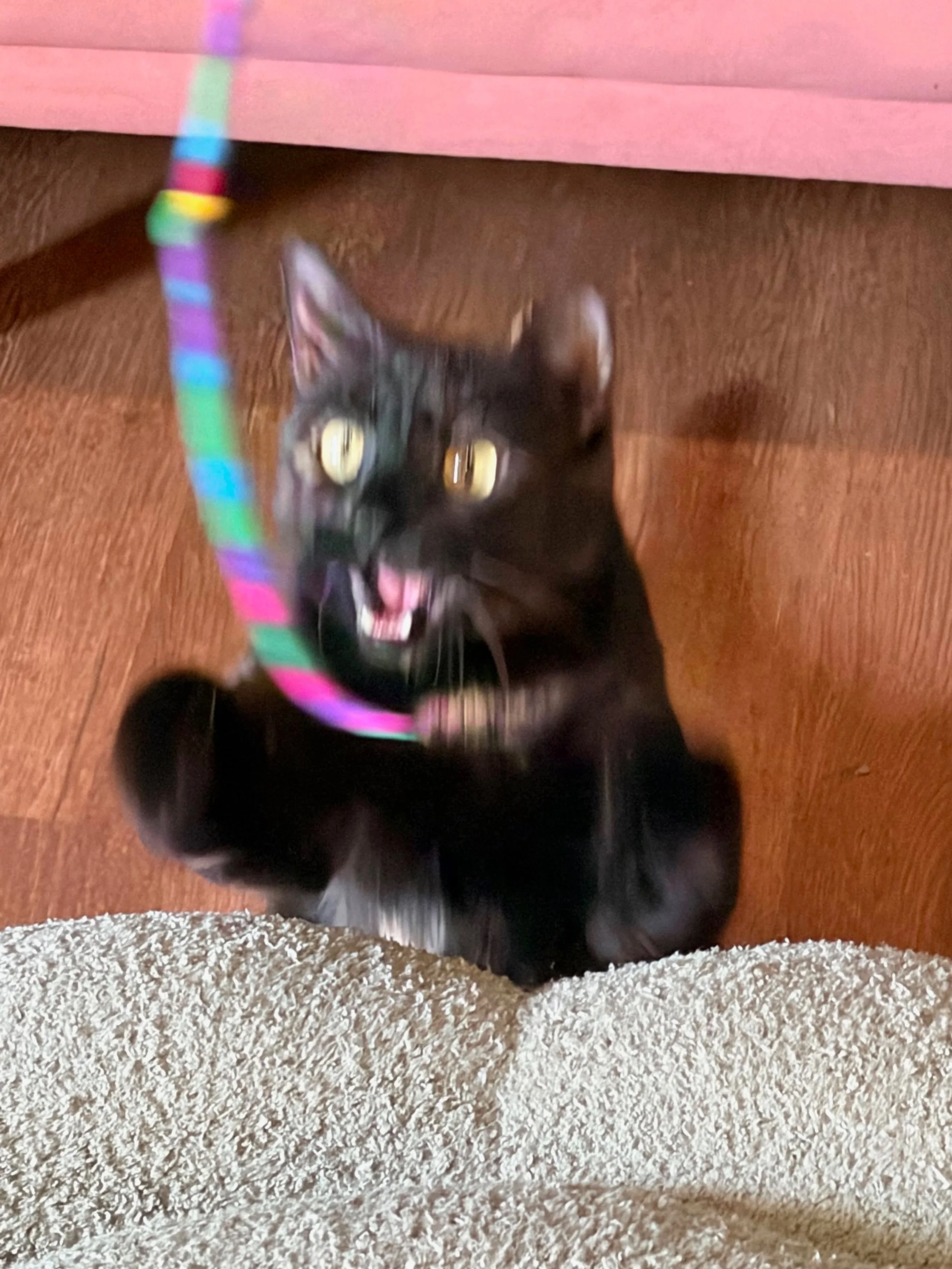 Cat lounge personality pic dump 🌈
