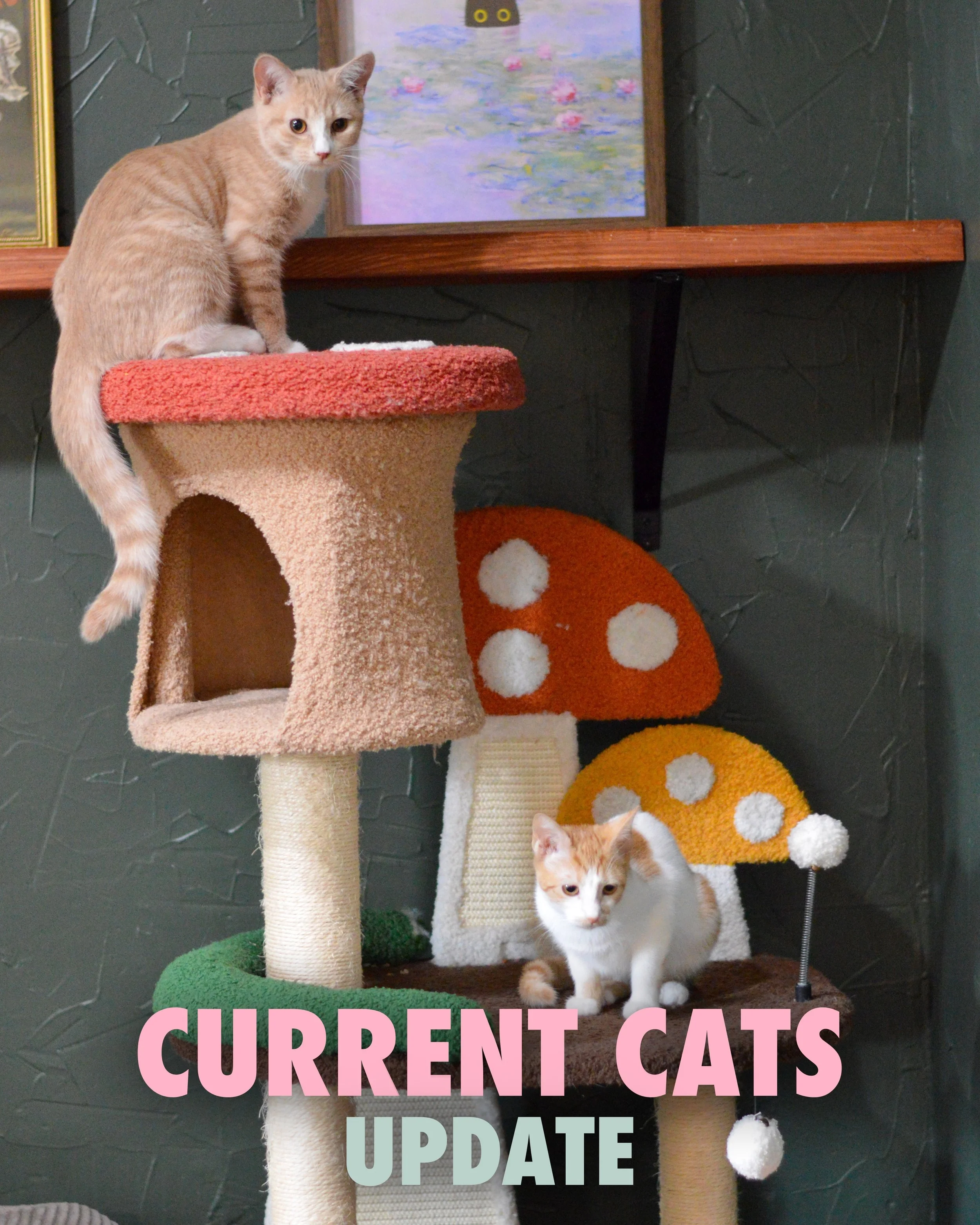 CURRENT CATS

A ton of the cutest kitties ever are running amok in the cat lounge! 🐈

An angel catch your eye? Book a reservation to come meet them on our website <3

Hi, my name is Taxi (AKA Mocha). I am a 5-month-old, male tabby kitten.

Hi, my