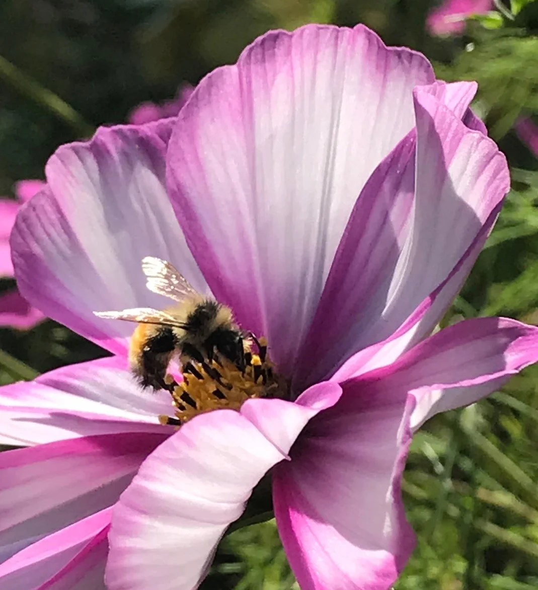 Bee on a flower