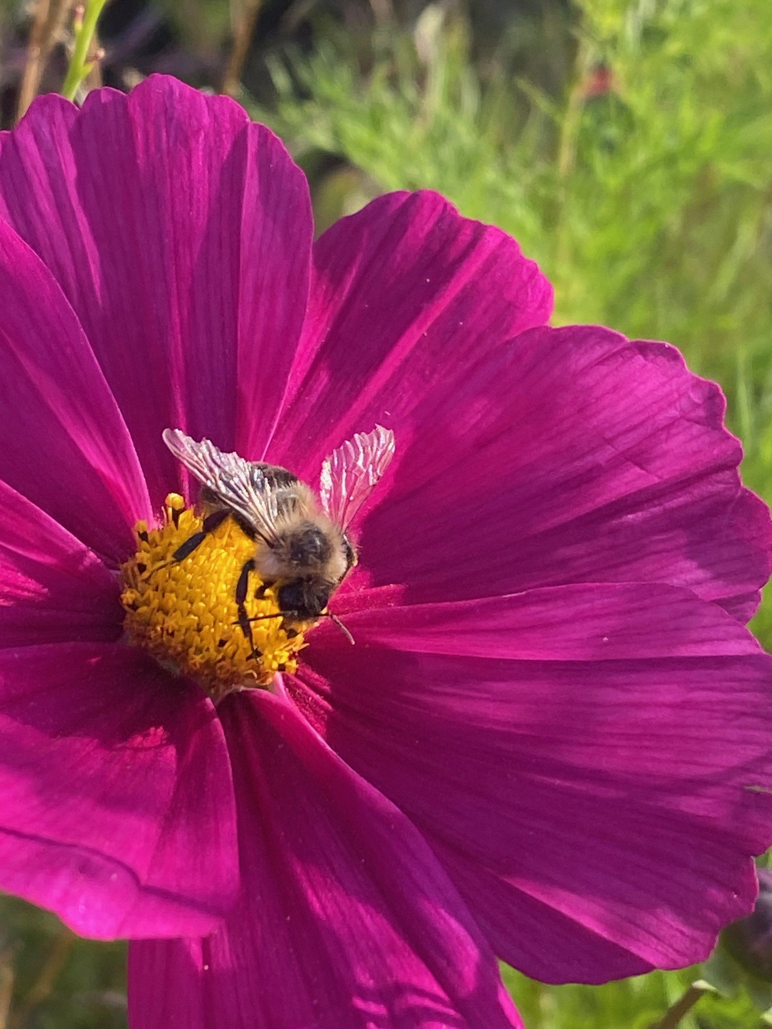 Bee on a cosmos flower