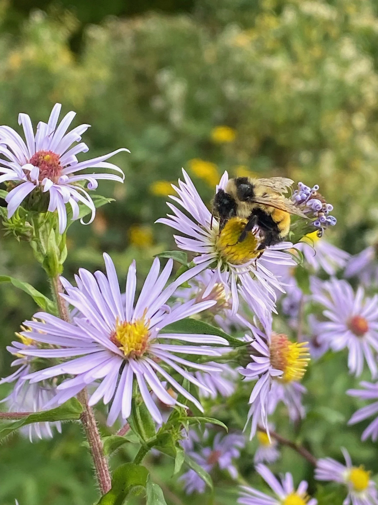 Bee on an aster flower