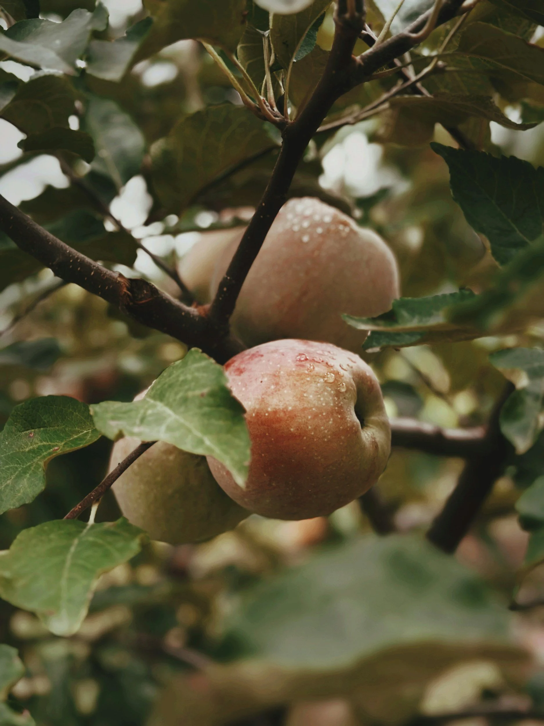 Apples on a tree to represent Registered Dietitian services at Root Bloom Thrive in Sudbury, Ontario.