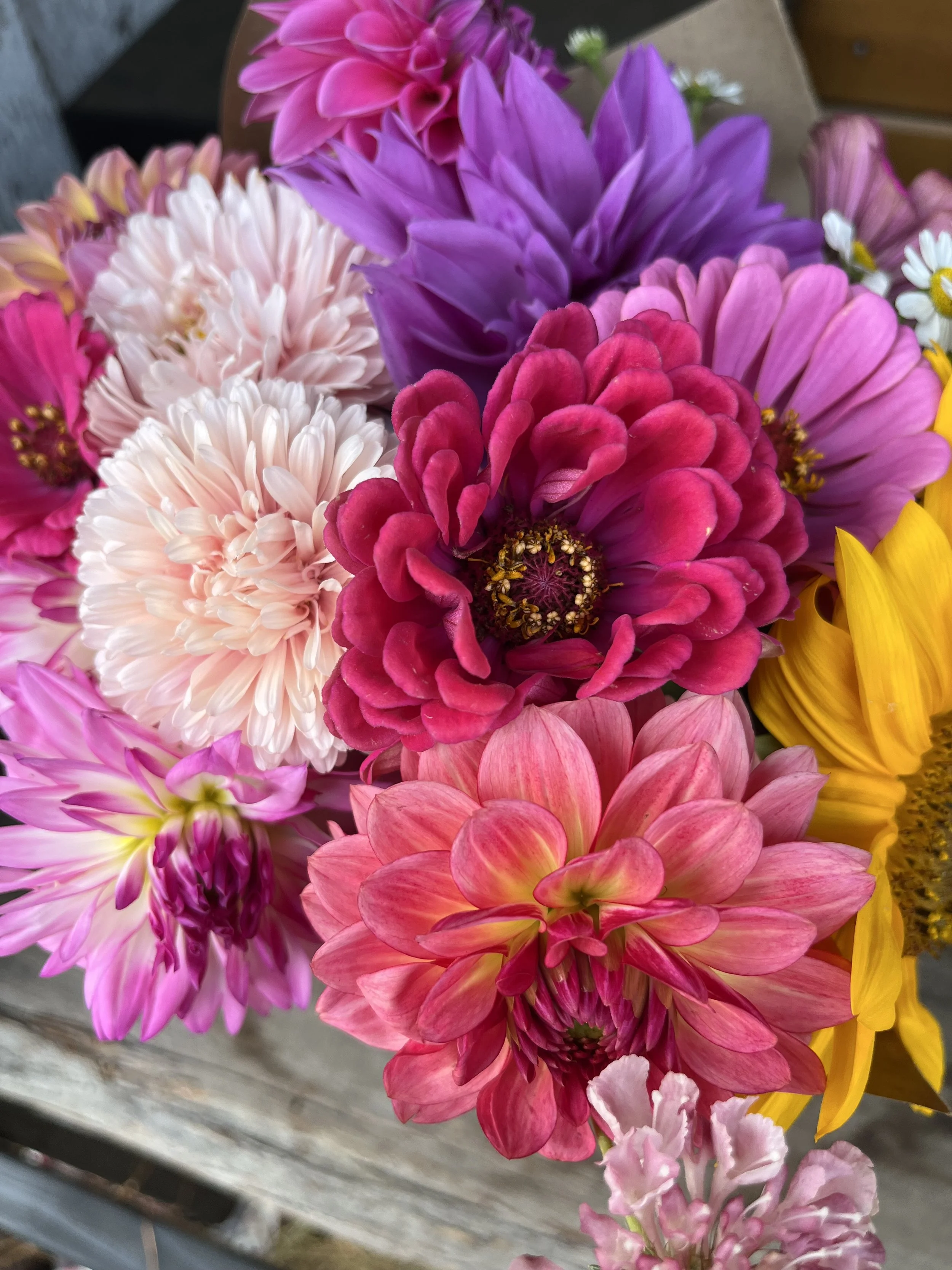 The Business Bloom- 6 Weeks