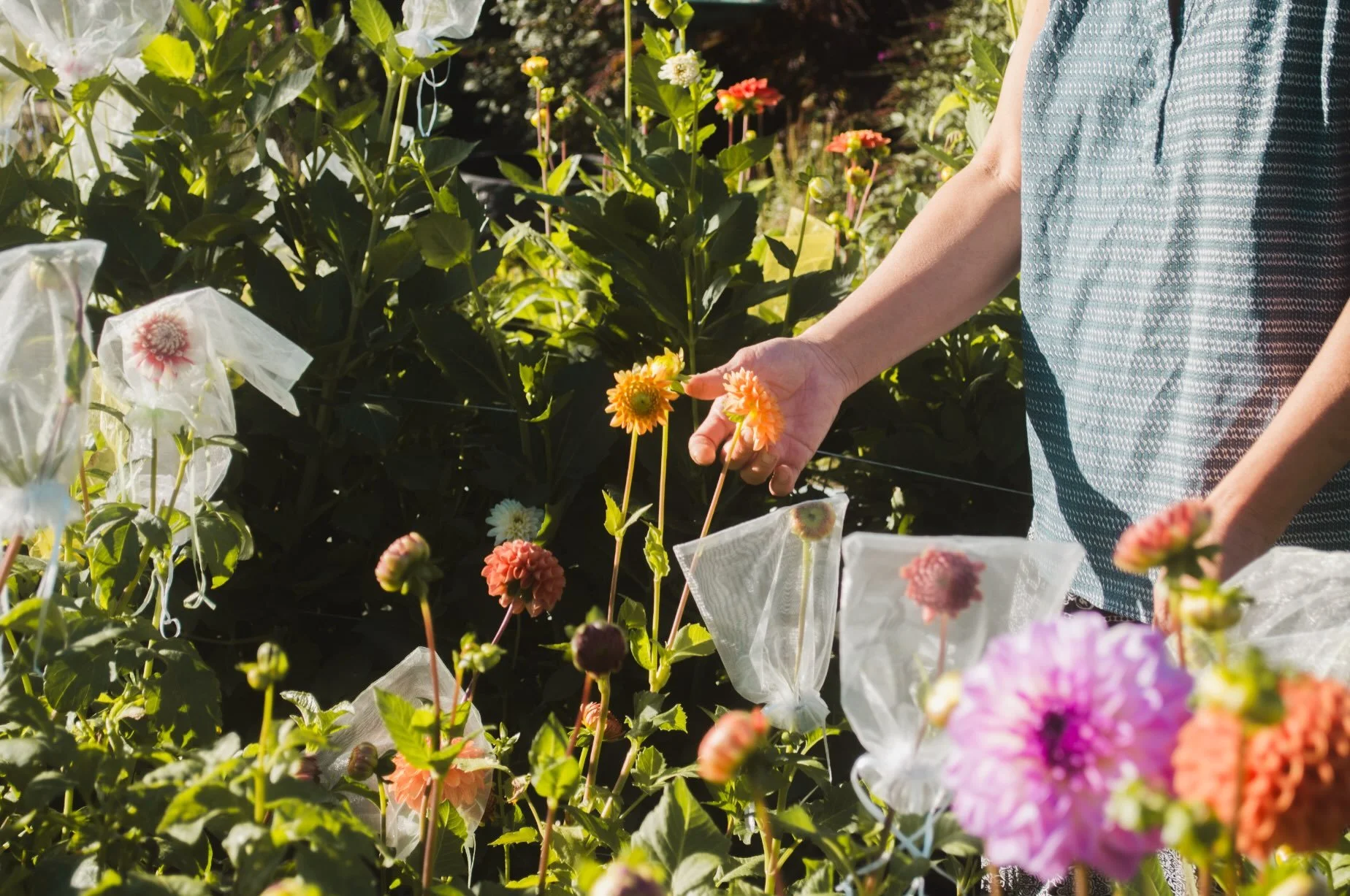 Quick photoshoot as the season winds down. Some glimpses into my little flower farm!