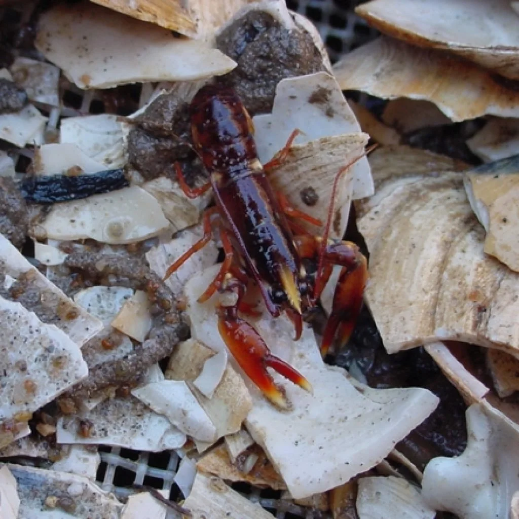 Hatchery Production of Juvenile Lobsters