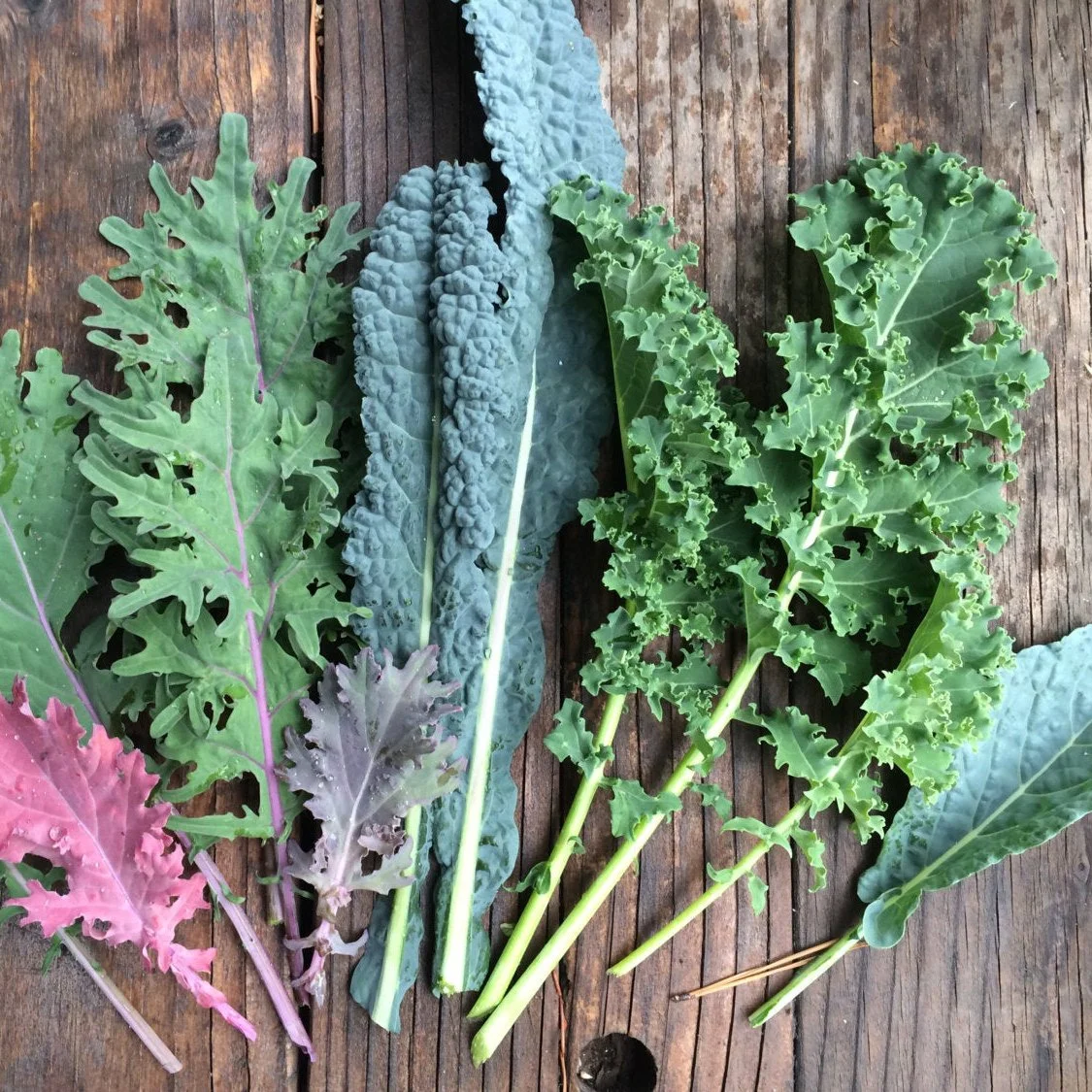 Planting for Fall