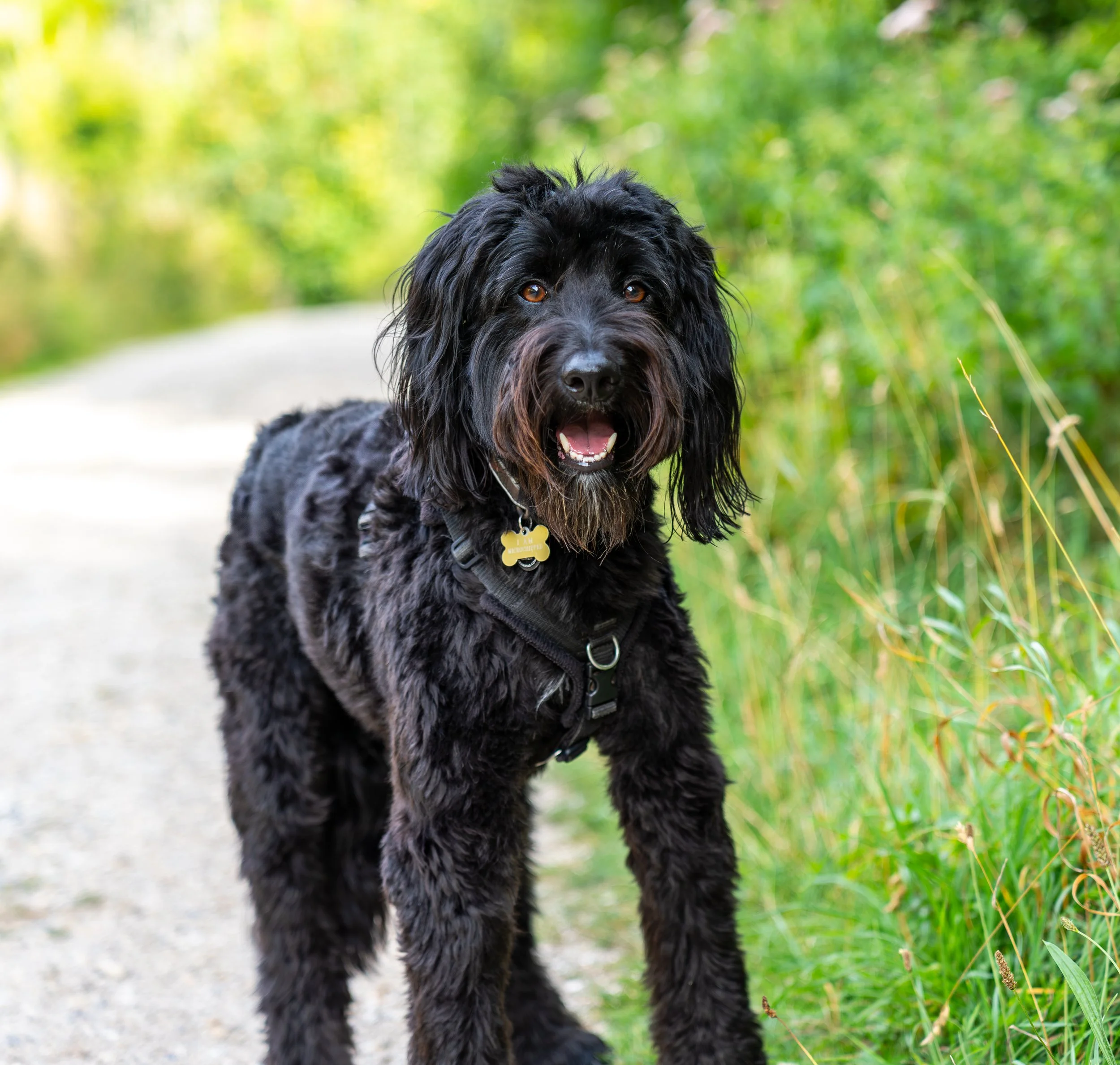 Black dog with wavy fur and a yellow collar standing on a dirt path with green bushes and trees in the background.
