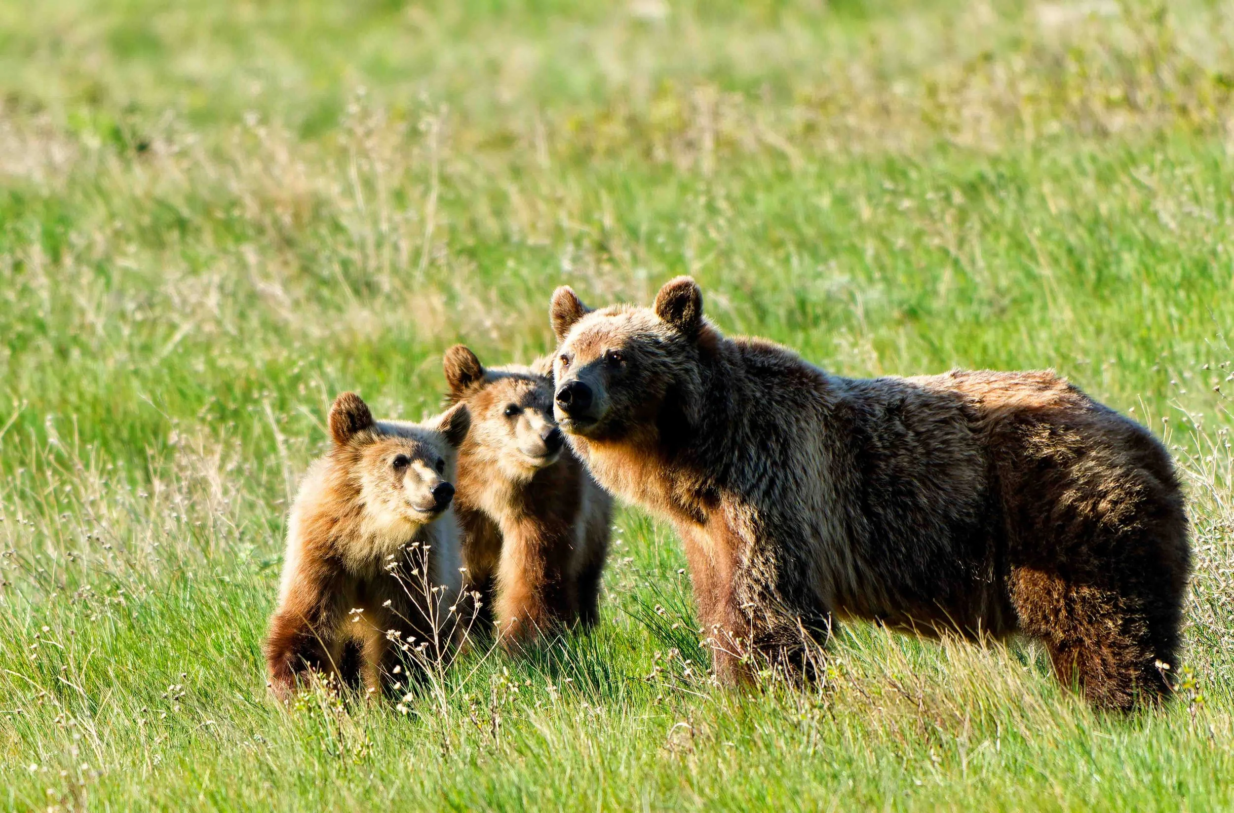 Glacier Park Wildlife-19.jpg