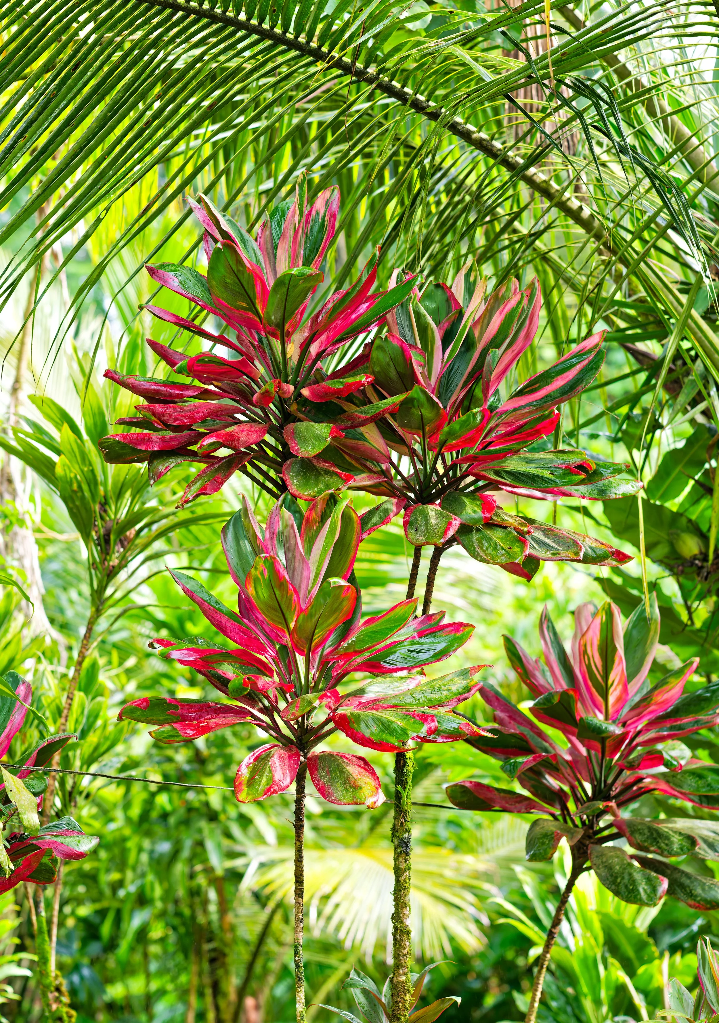 Costa Rica Flowers-3.jpg