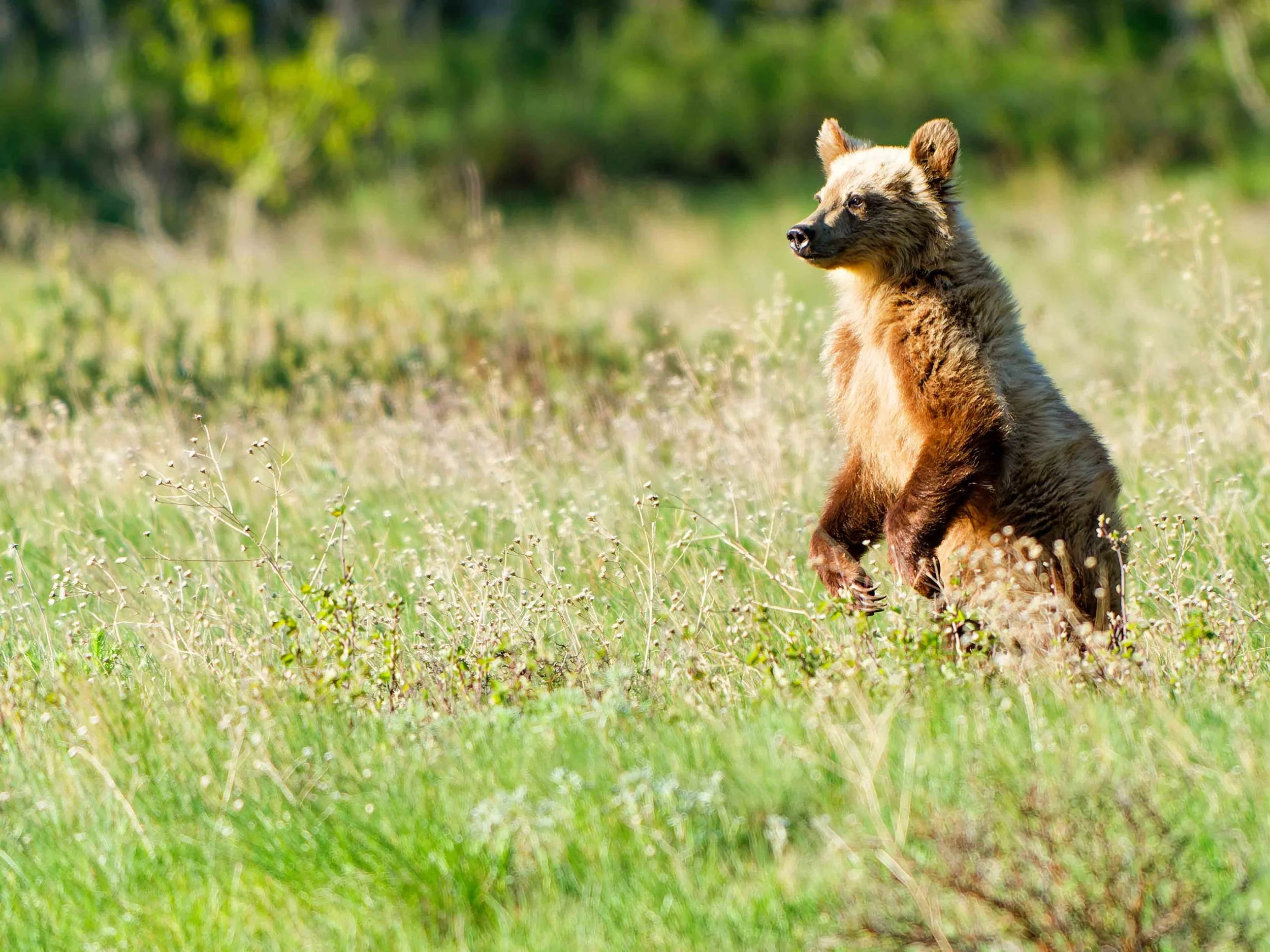 Glacier Park Wildlife-16.jpg