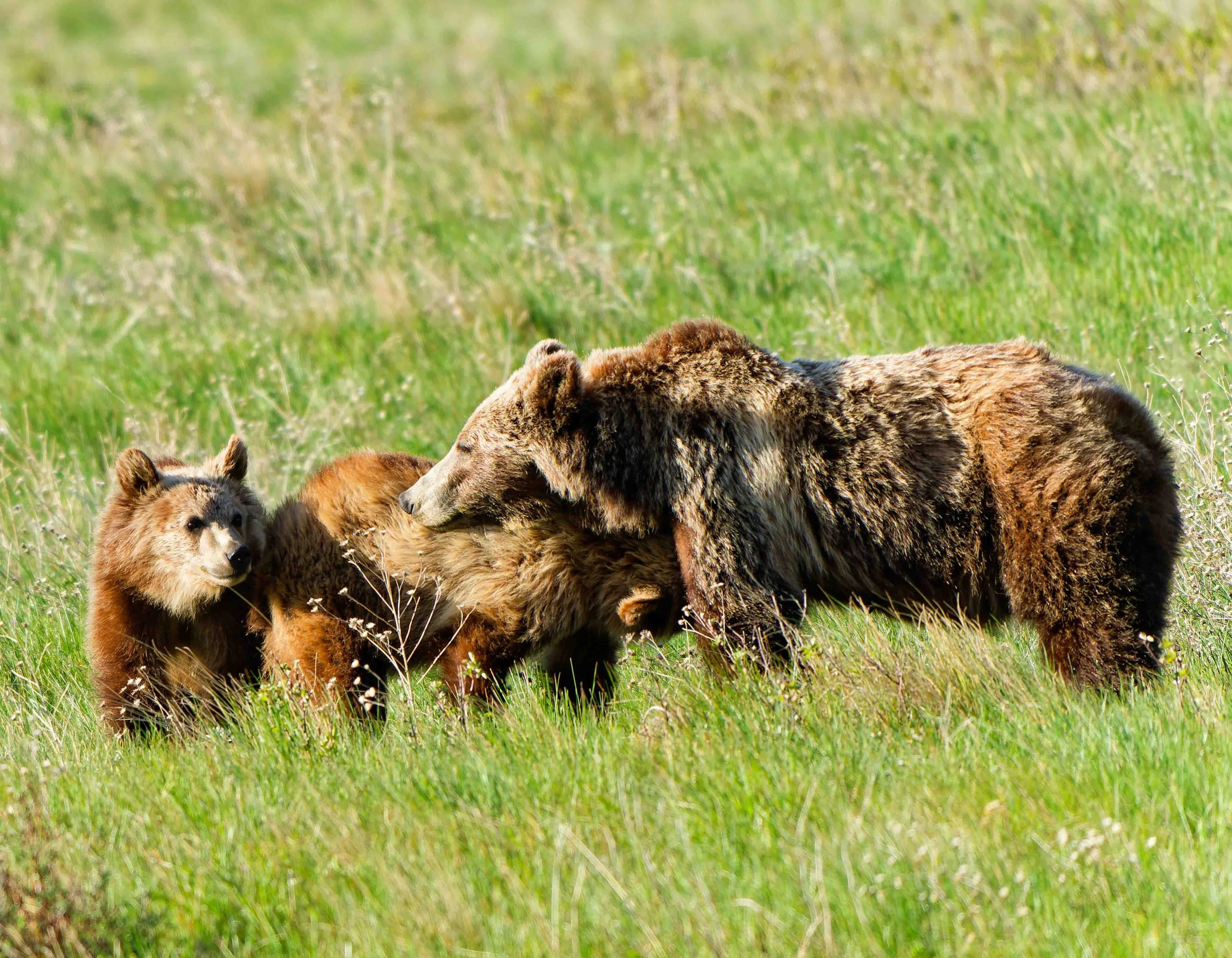 Glacier Park Wildlife-25.jpg