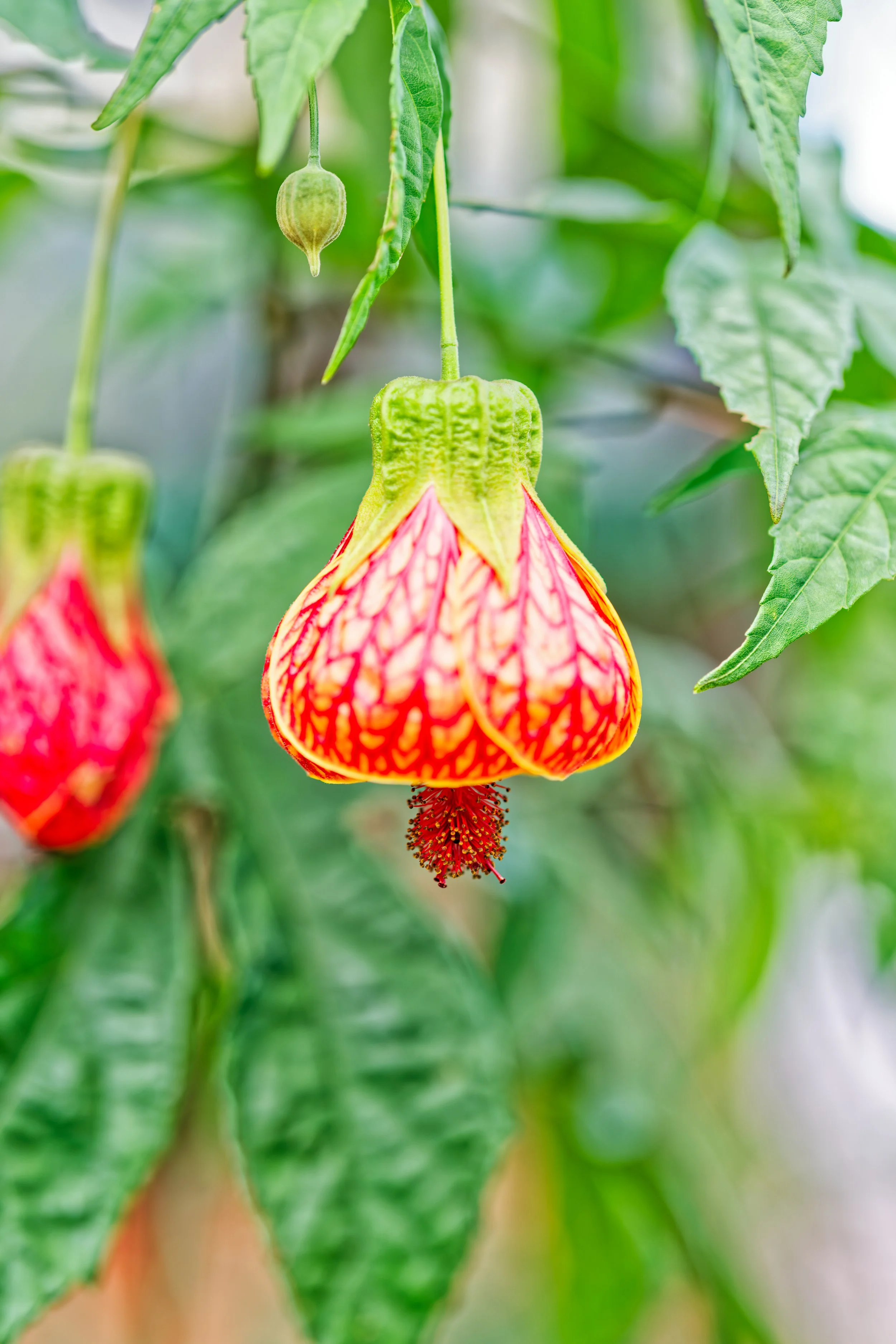 Costa Rica Flowers-12.jpg