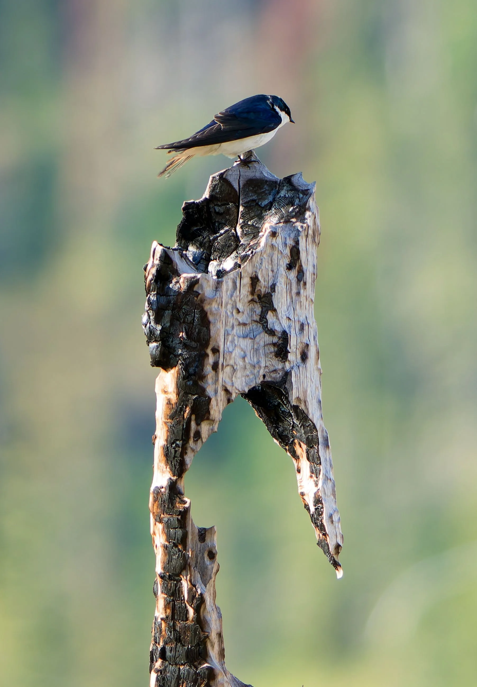 Glacier Park Wildlife-27.jpg
