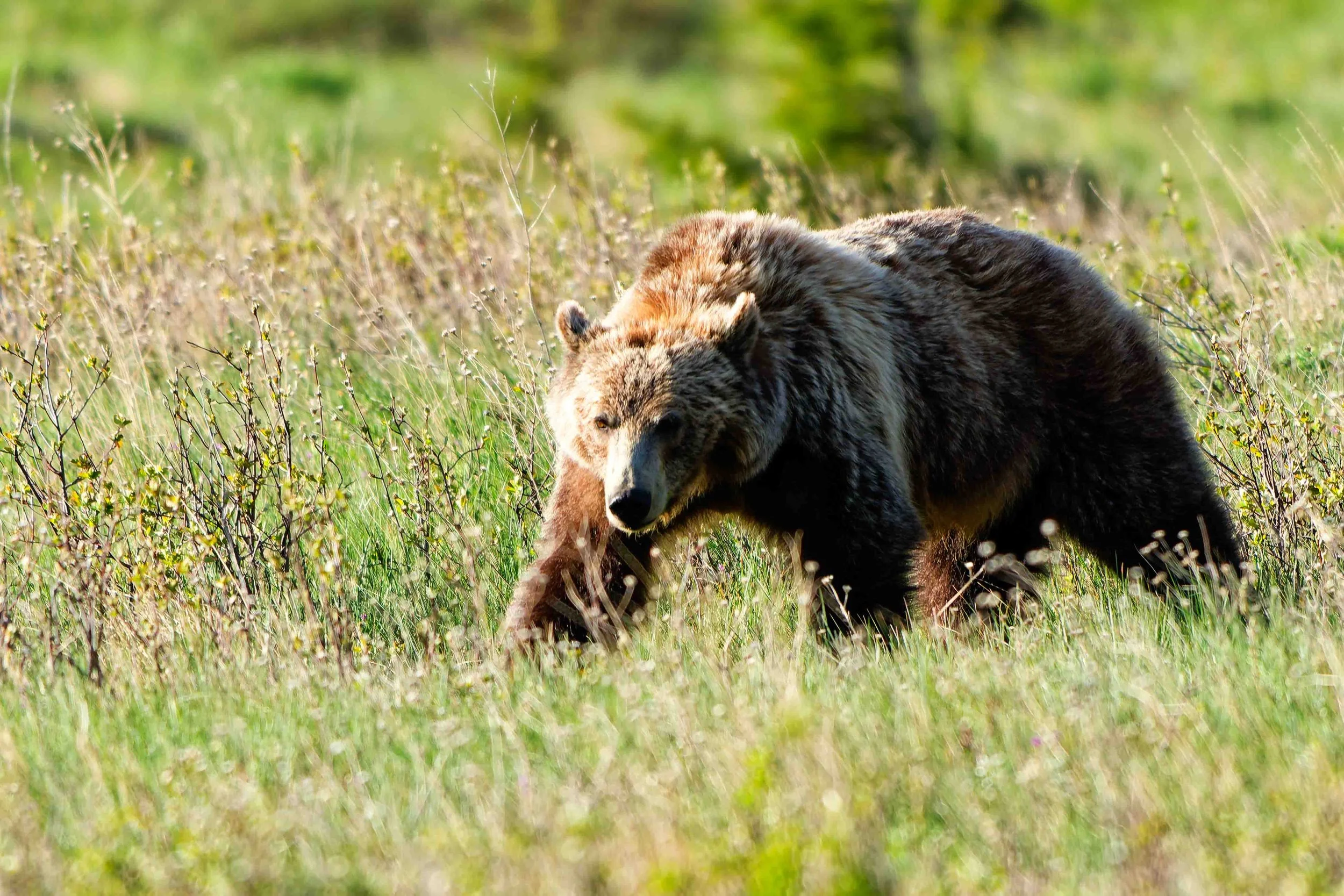 Glacier Park Wildlife-9.jpg