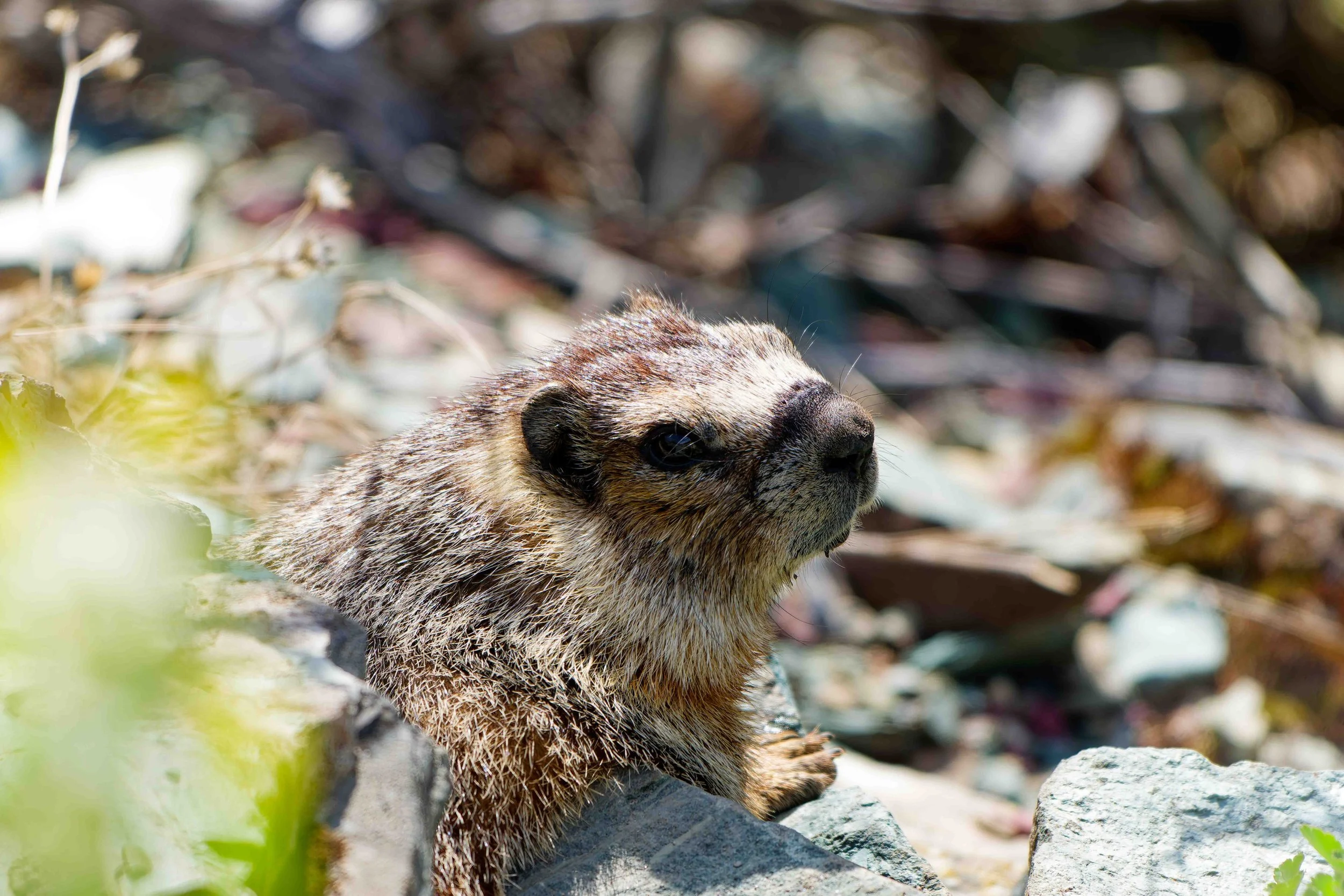Glacier Park Wildlife.jpg