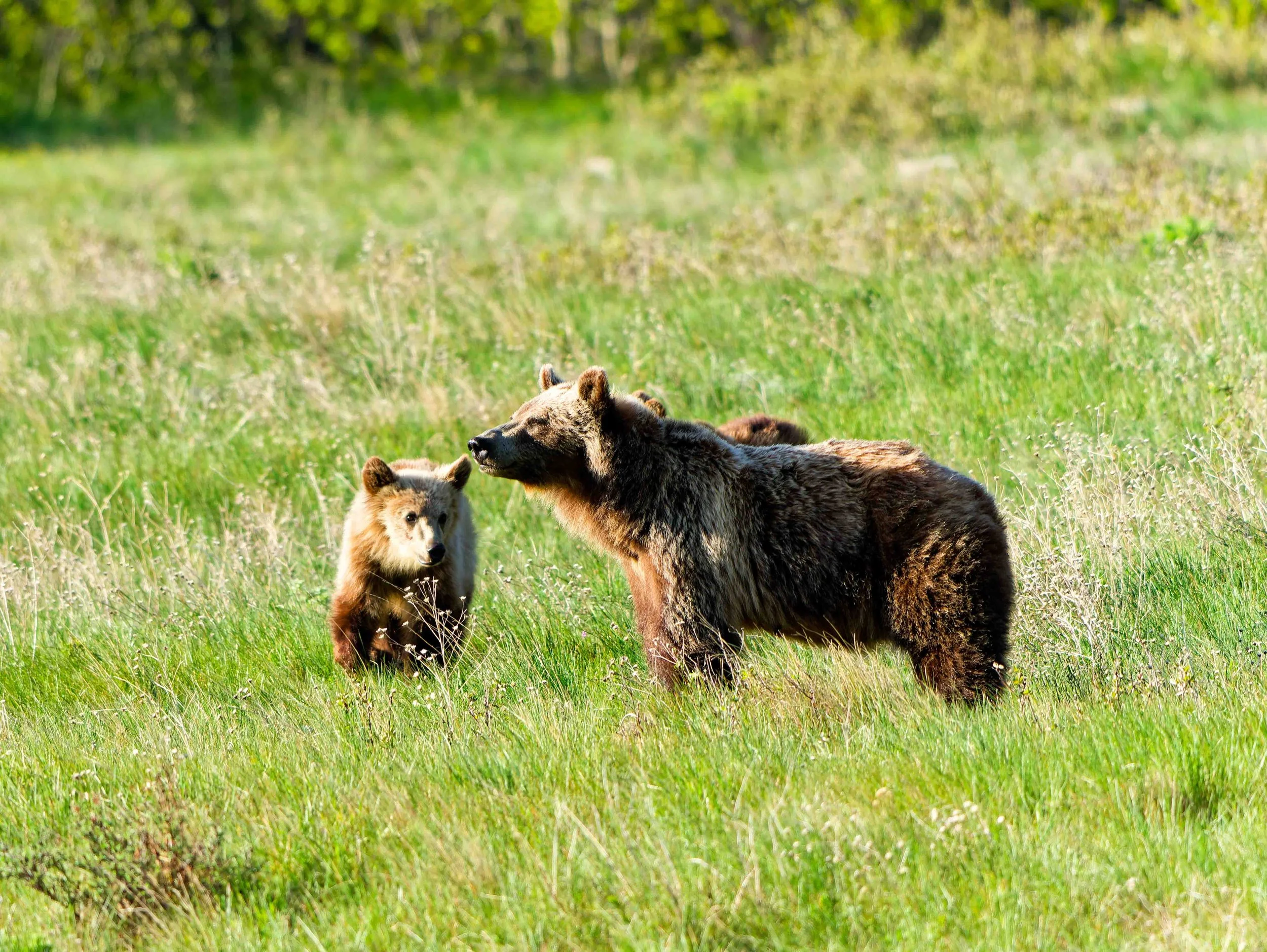 Glacier Park Wildlife-18.jpg