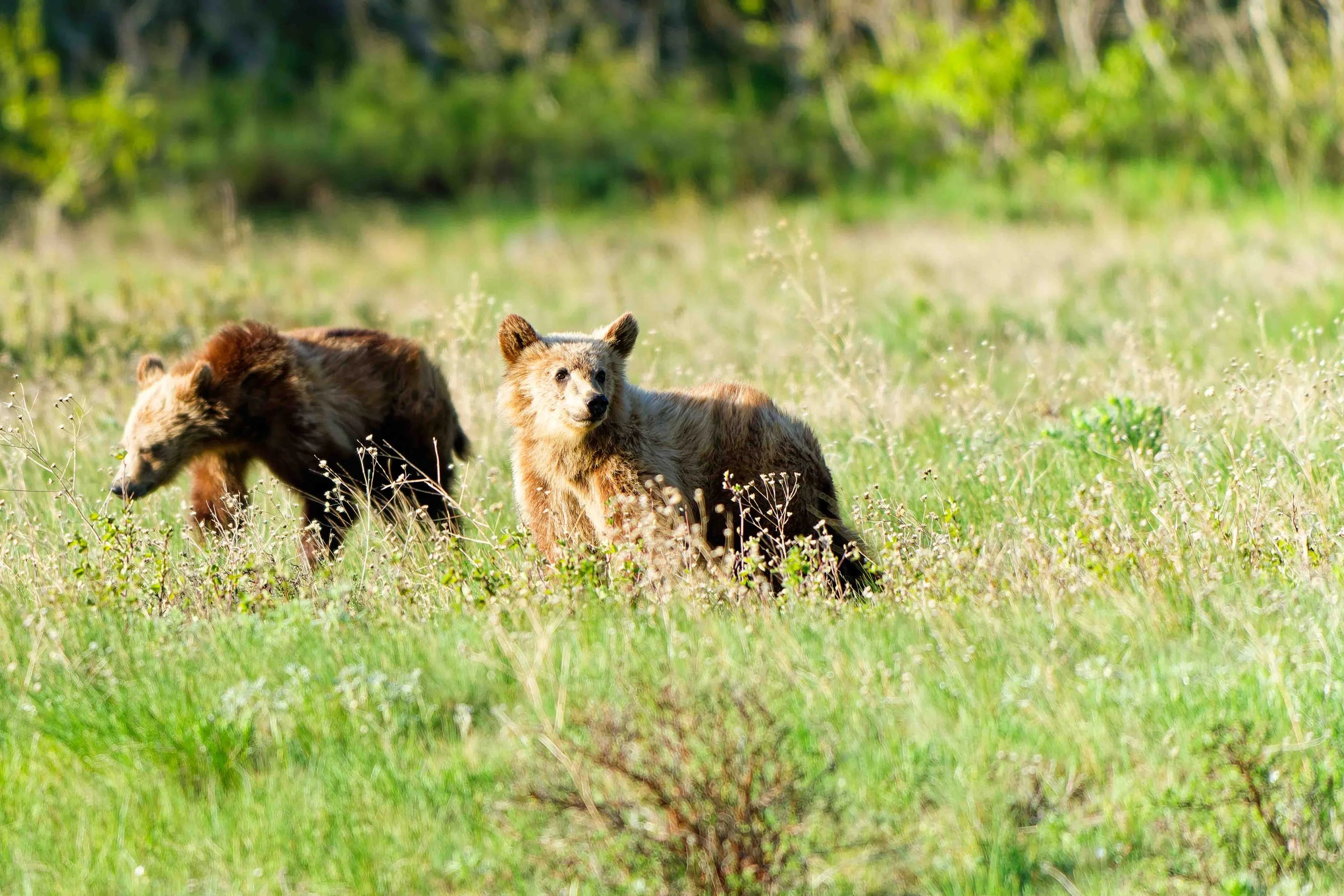 Glacier Park Wildlife-12.jpg
