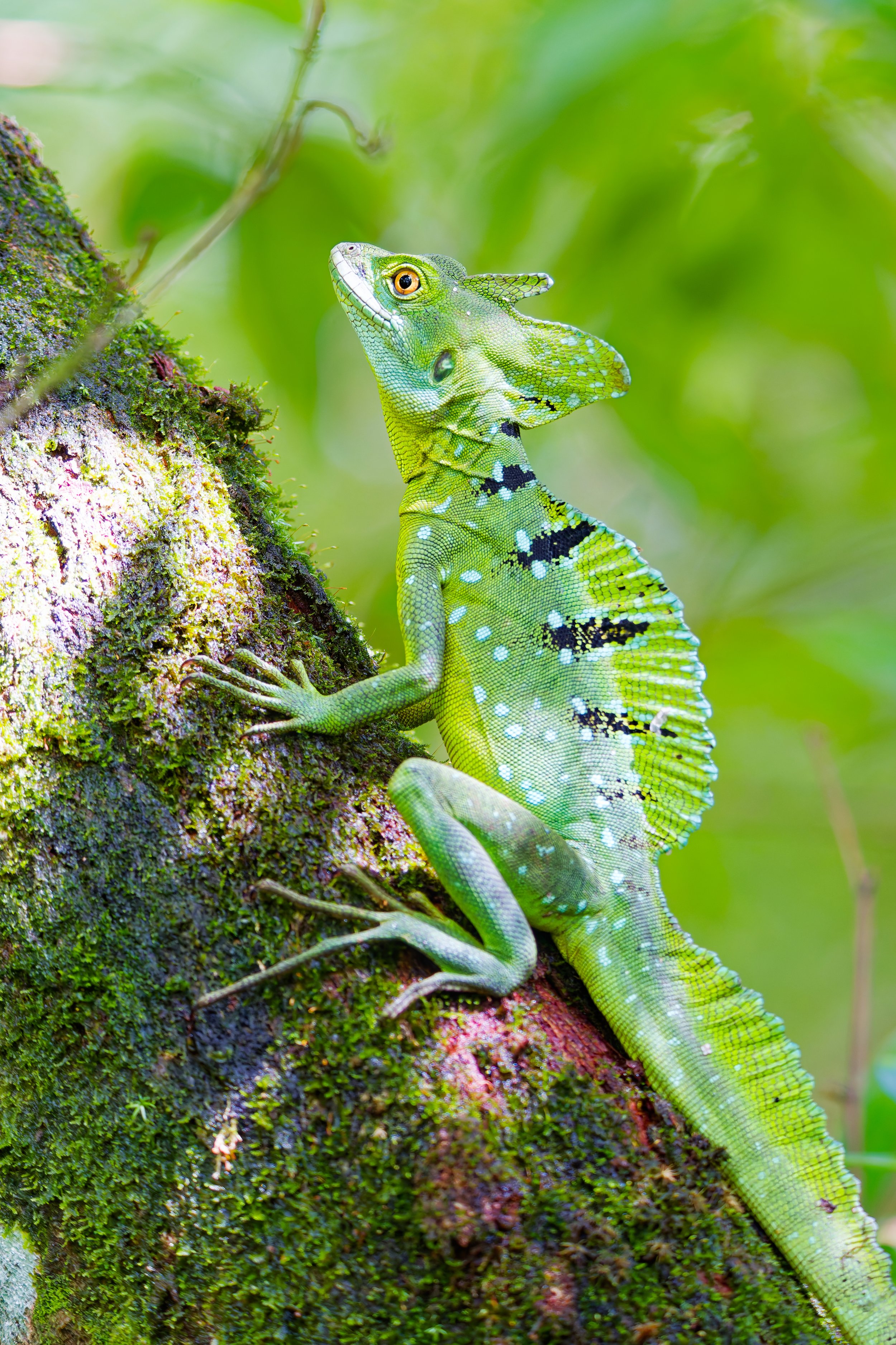 Costa Rica Wildlife-5.jpg