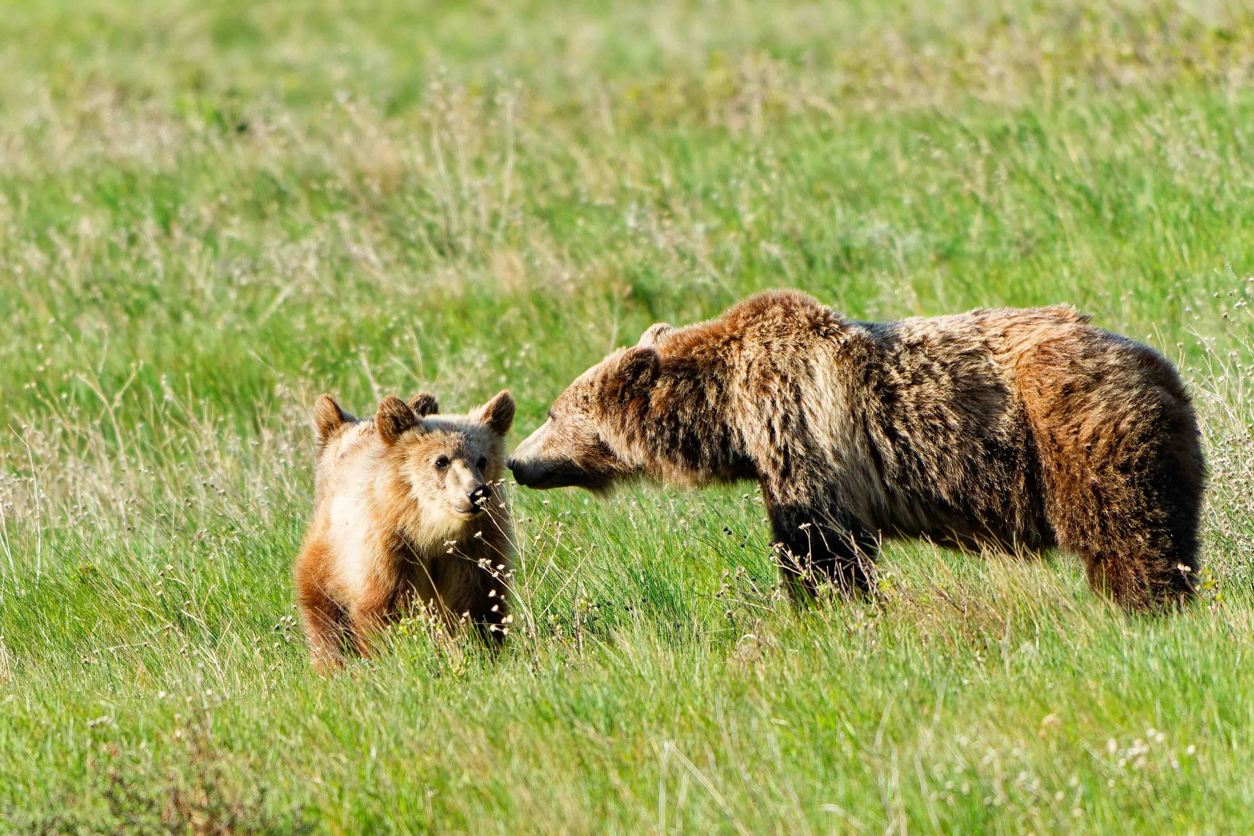 Glacier Park Wildlife-23.jpg